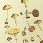 Fungi: Plate No. 12