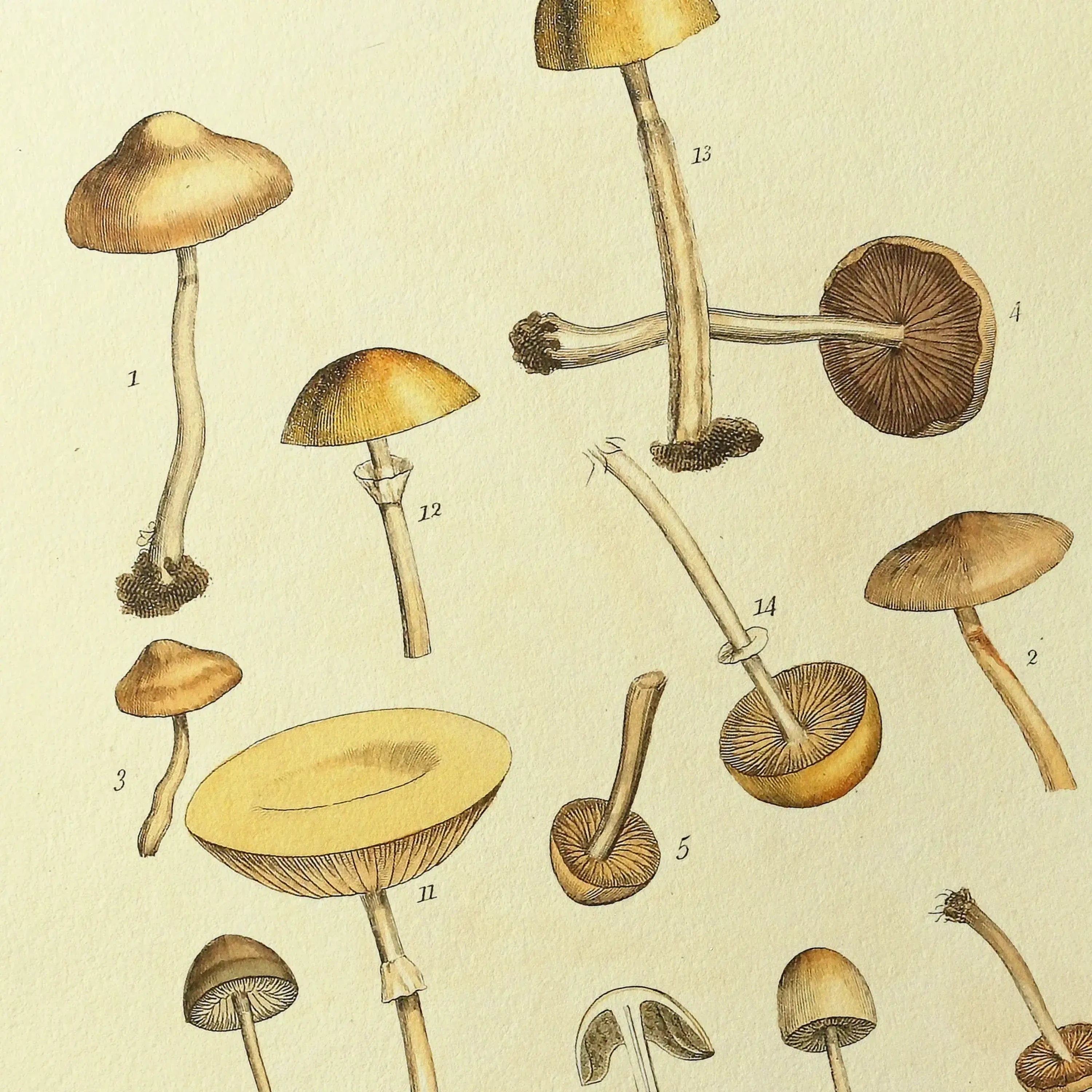 Fungi: Plate No. 12
