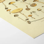 Fungi: Plate No. 12