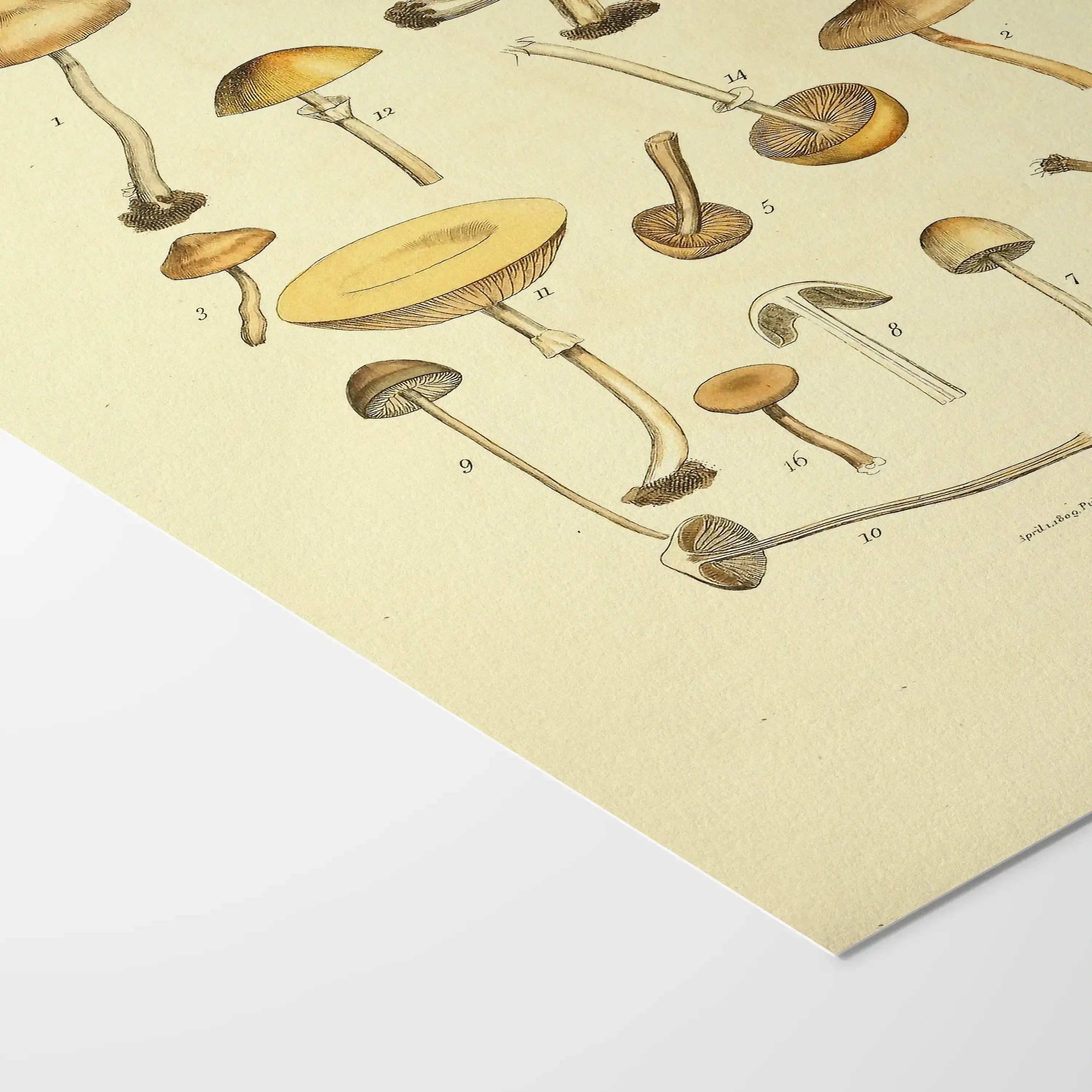 Fungi: Plate No. 12