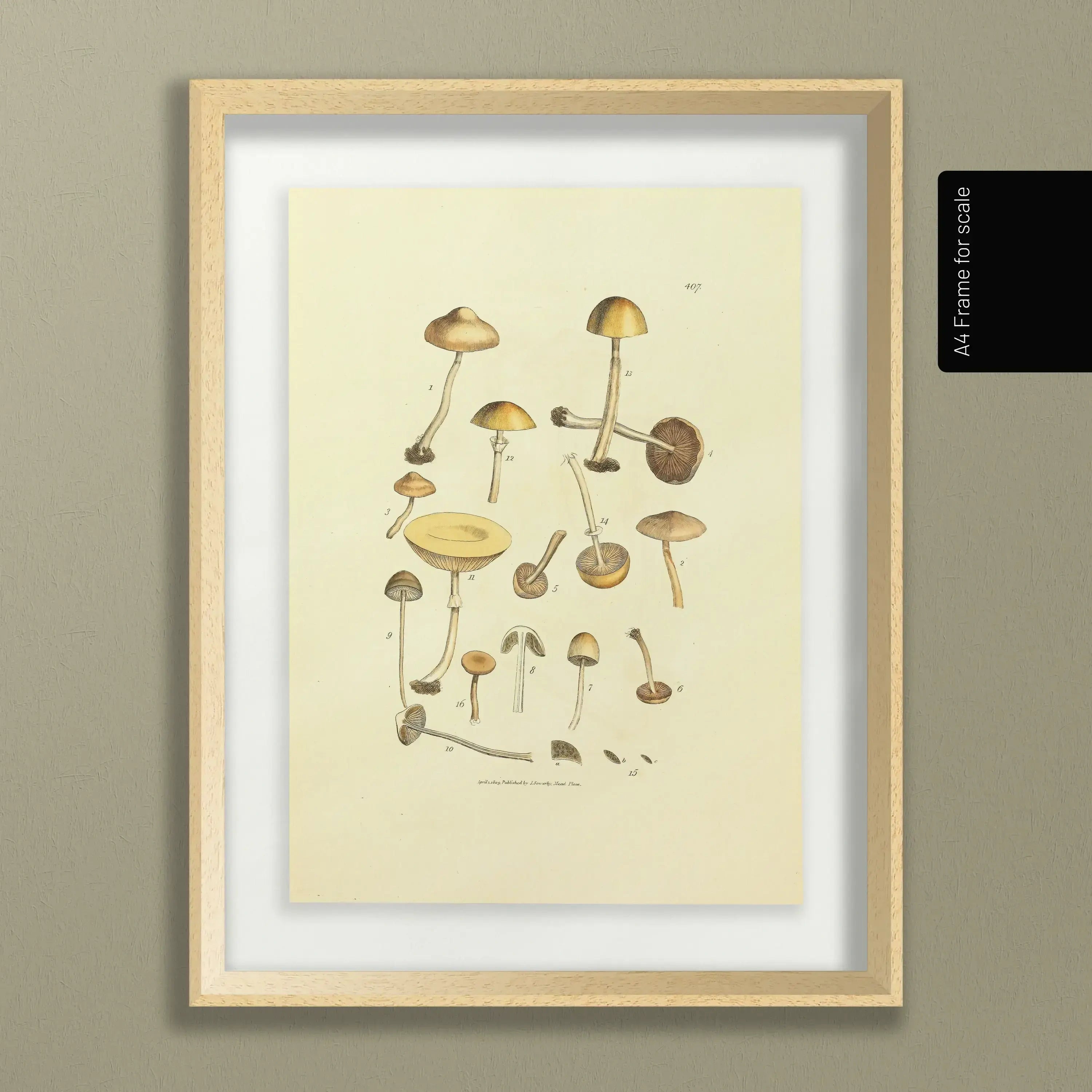 Fungi: Plate No. 12
