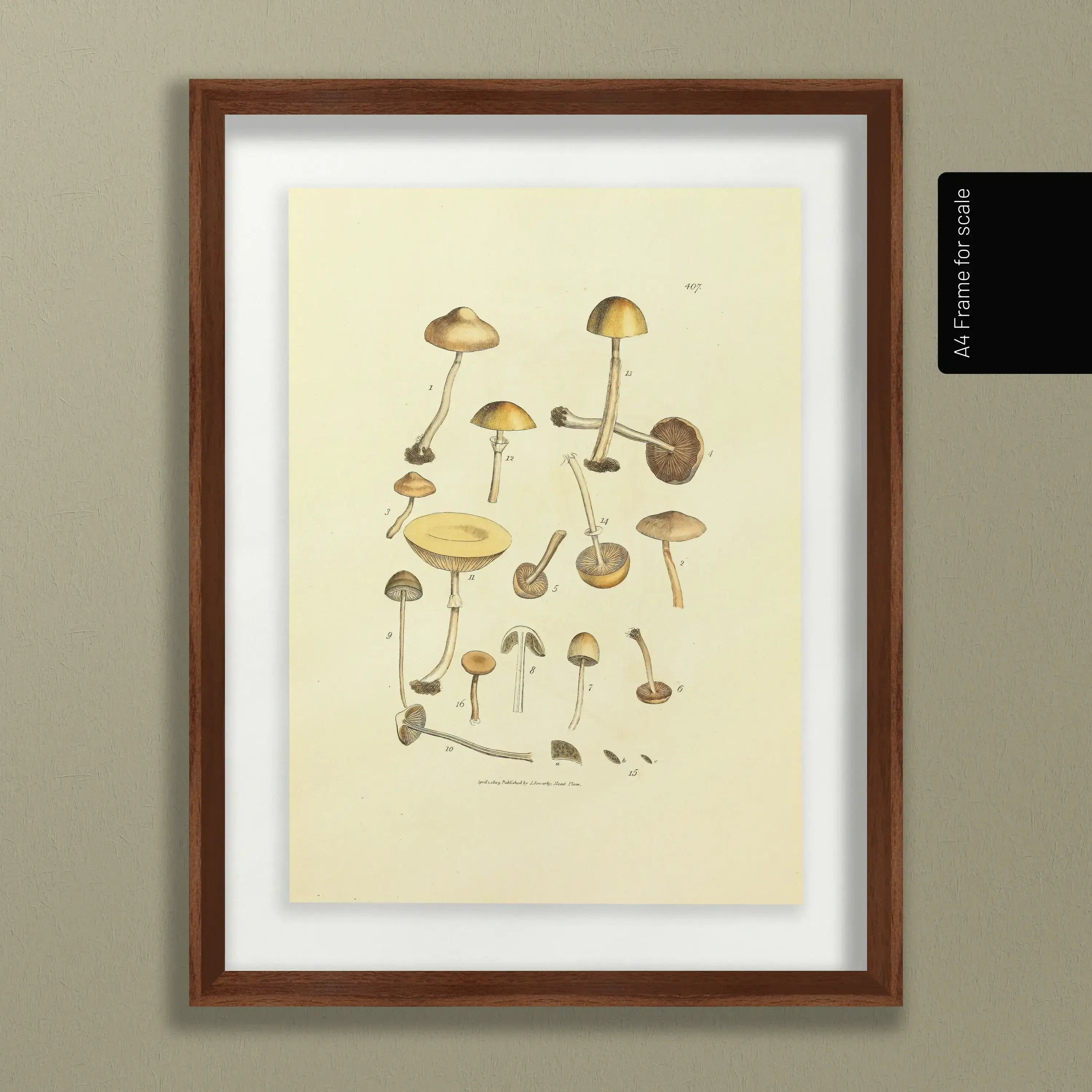 Fungi: Plate No. 12