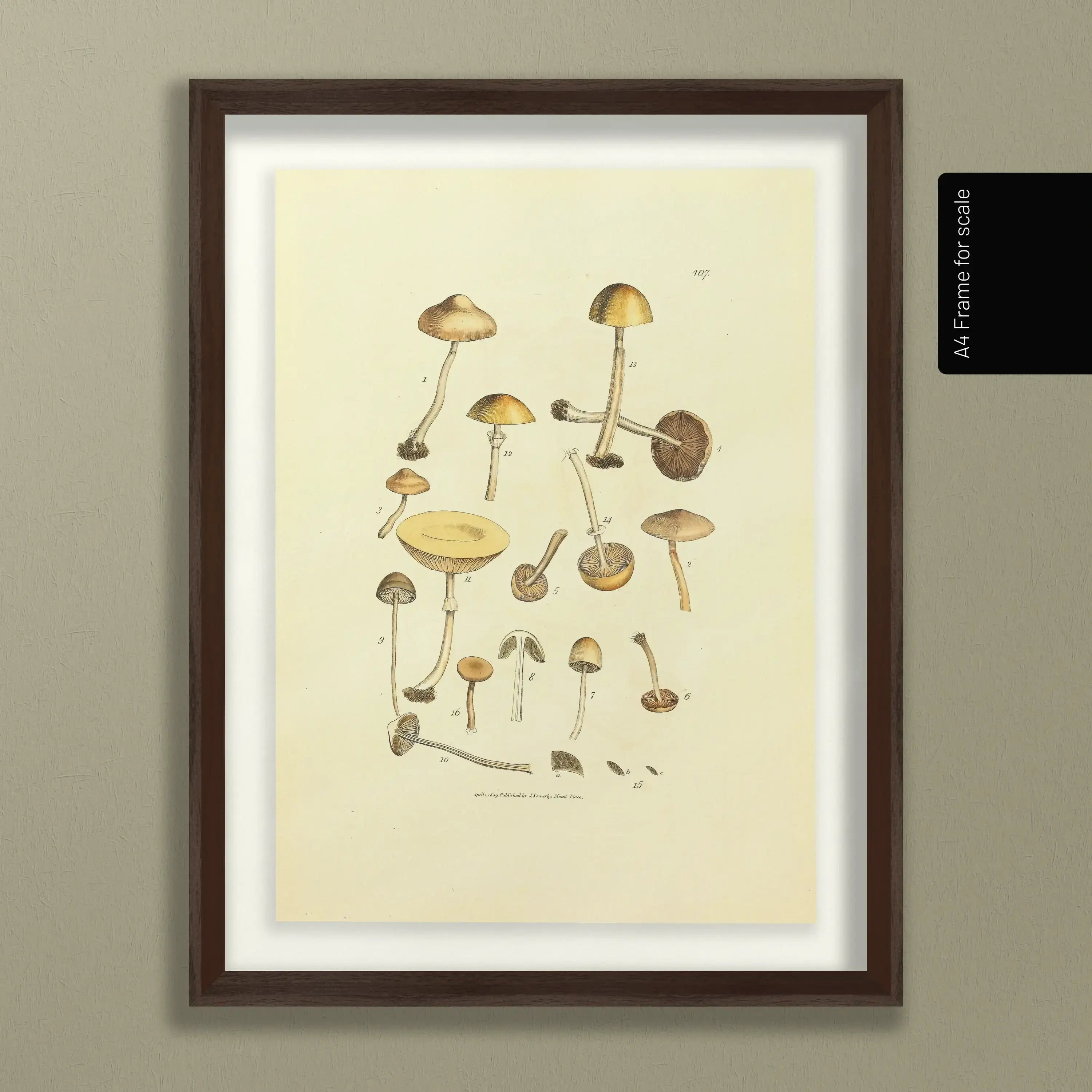 Fungi: Plate No. 12