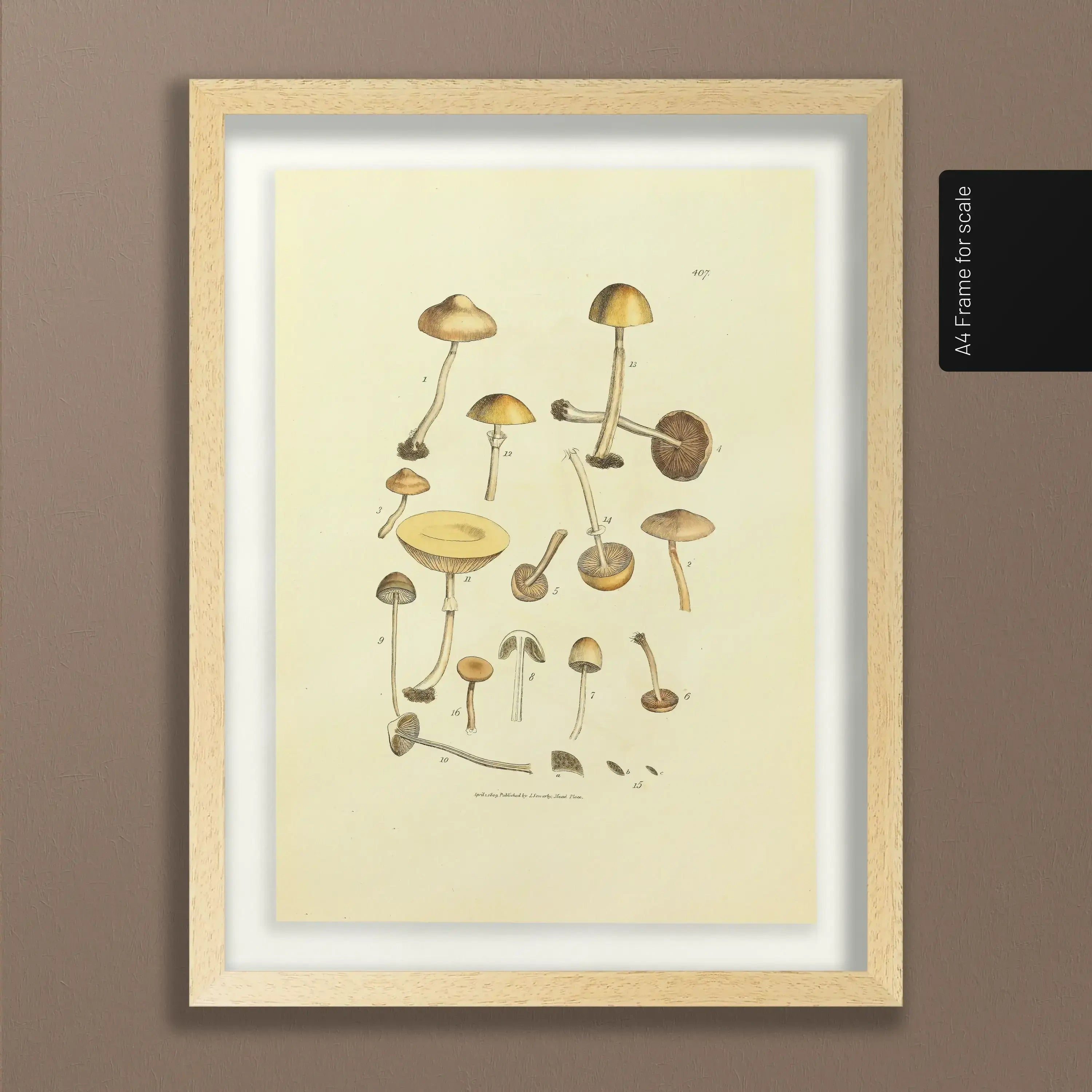 Fungi: Plate No. 12