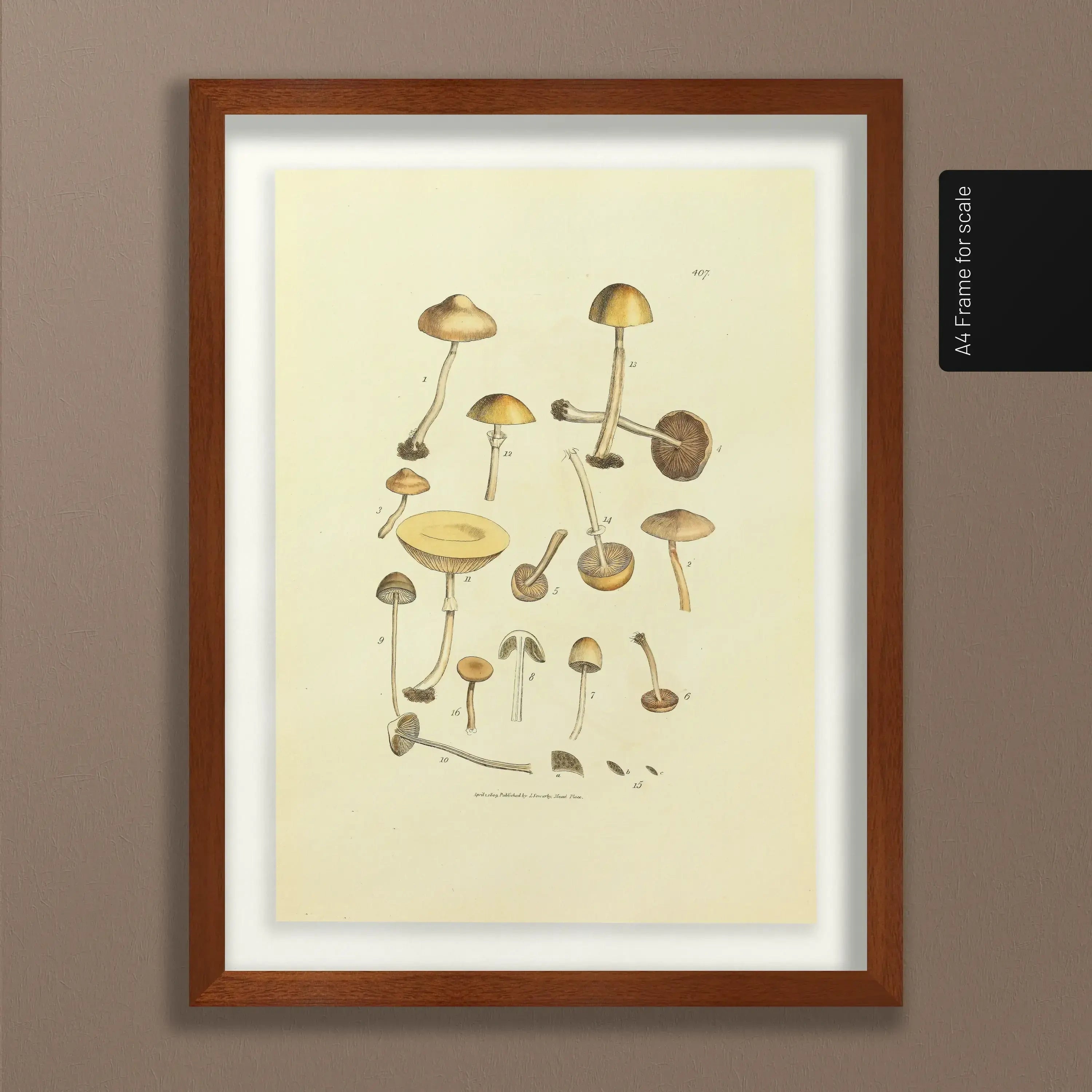 Fungi: Plate No. 12