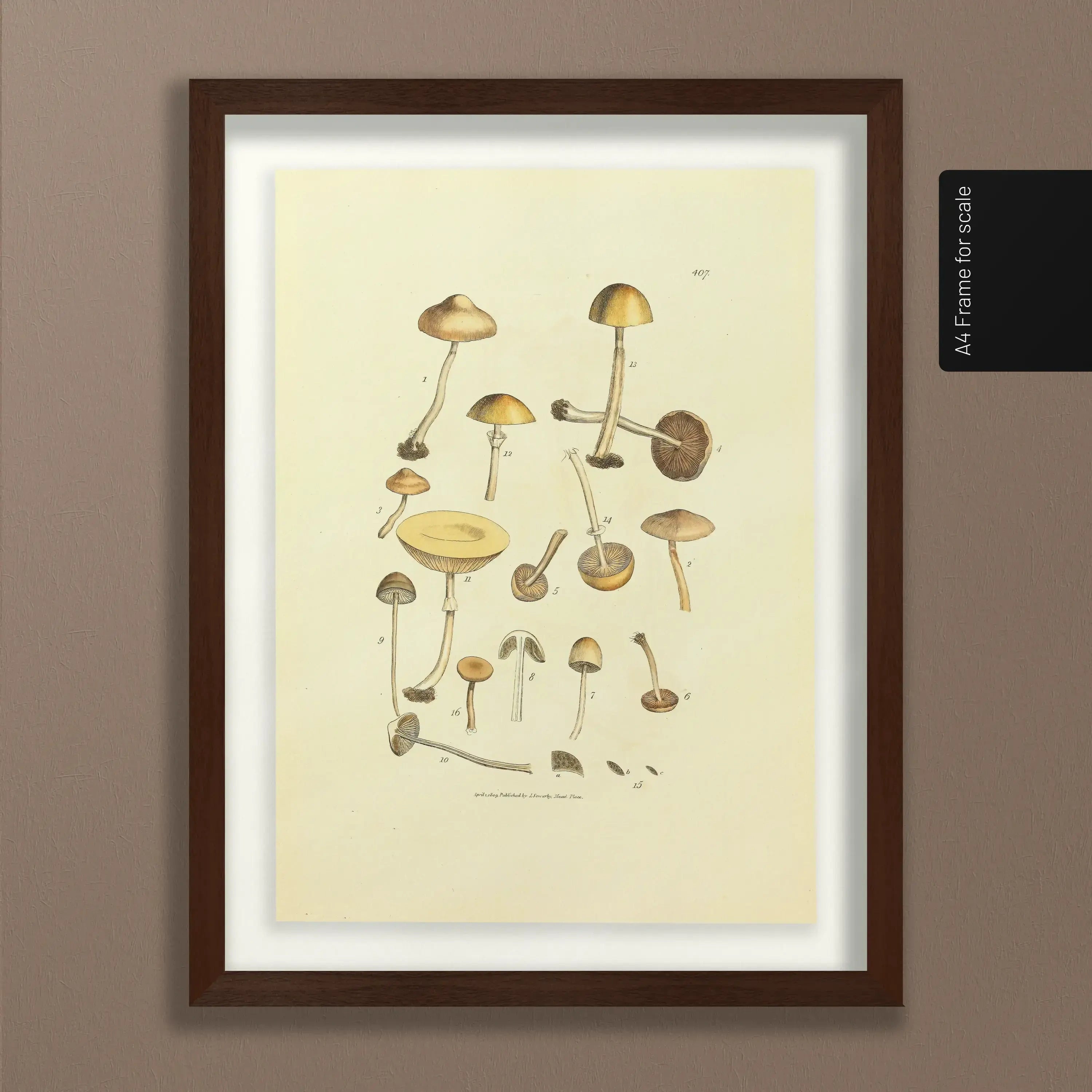 Fungi: Plate No. 12