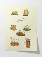 Fungi: Plate No. 13
