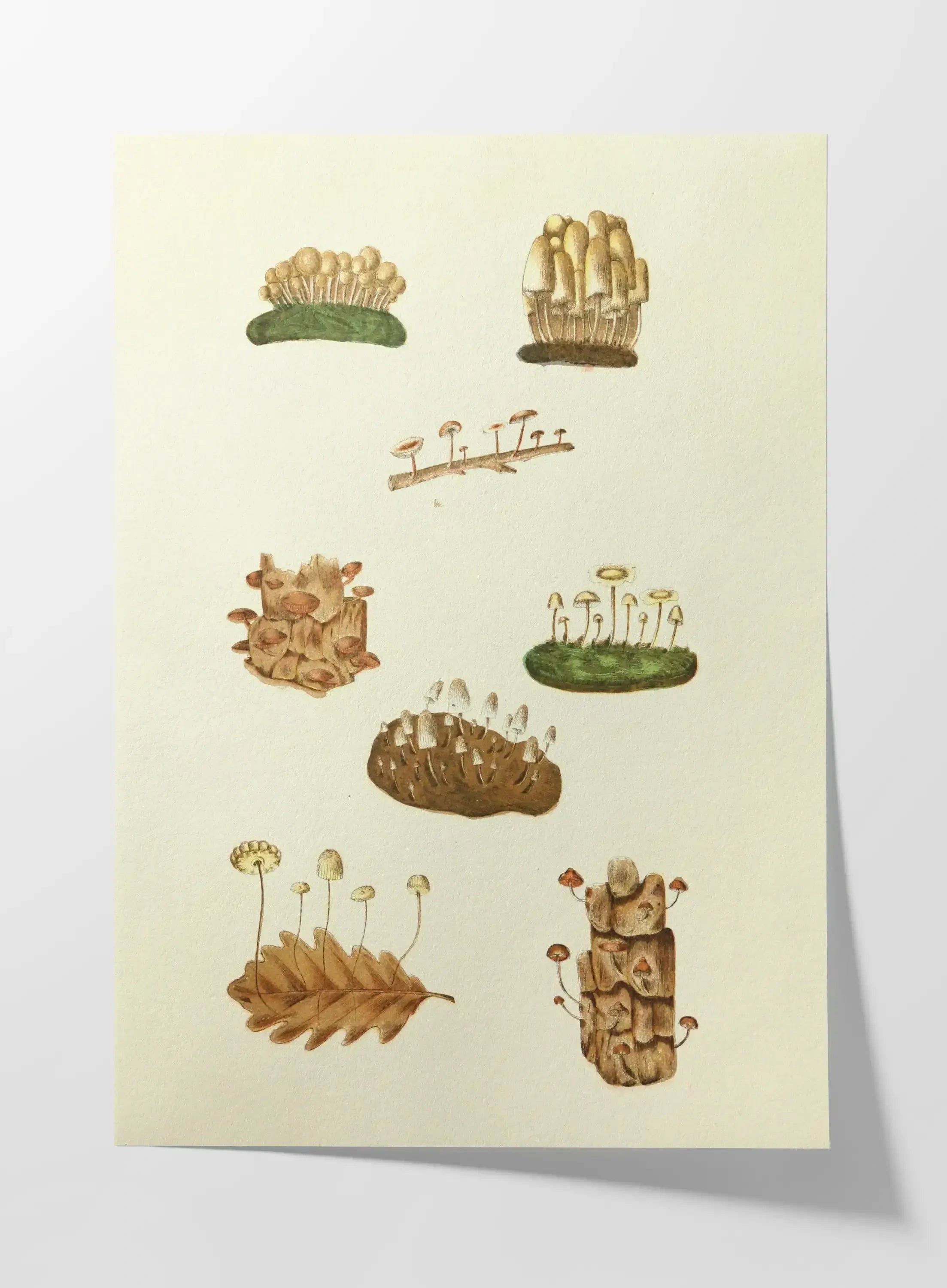 Fungi: Plate No. 13