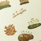 Fungi: Plate No. 13
