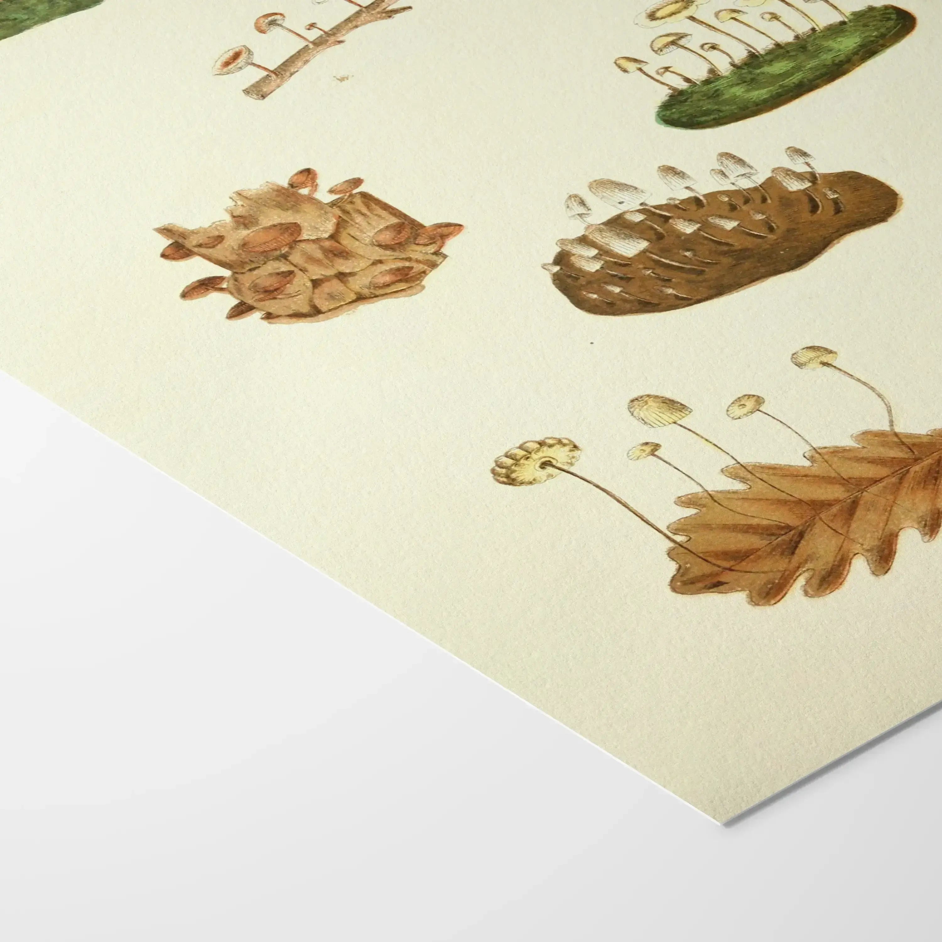 Fungi: Plate No. 13