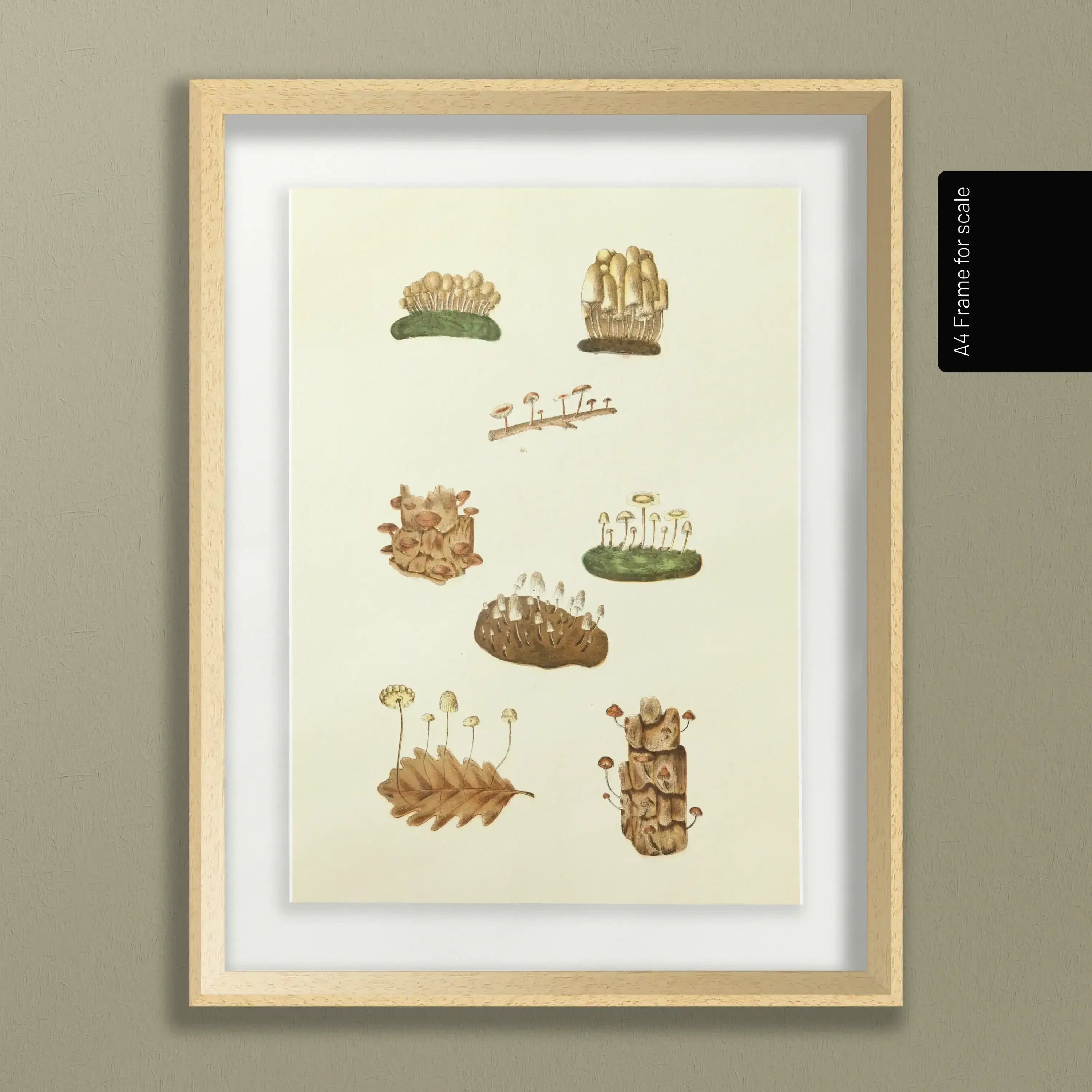 Fungi: Plate No. 13