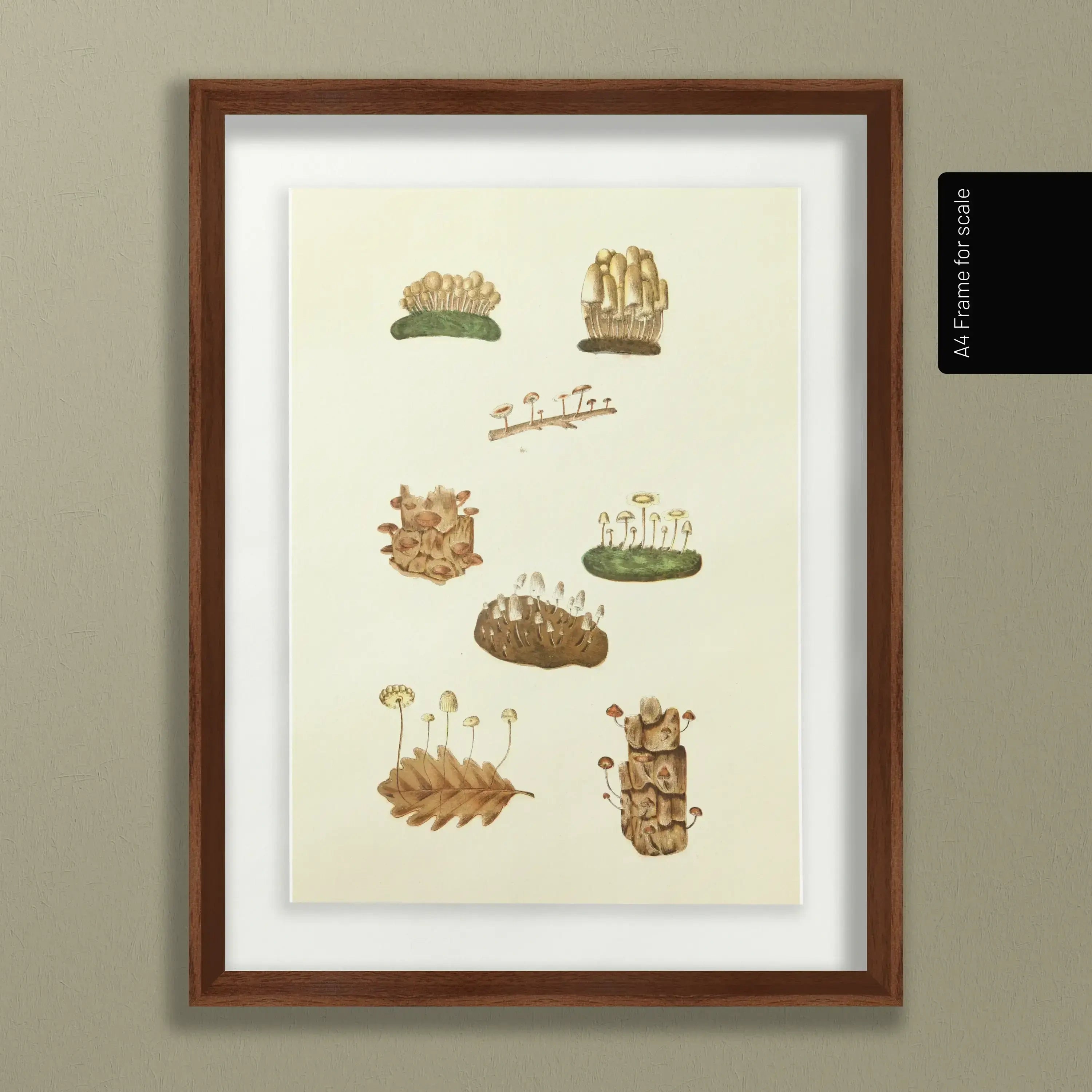 Fungi: Plate No. 13