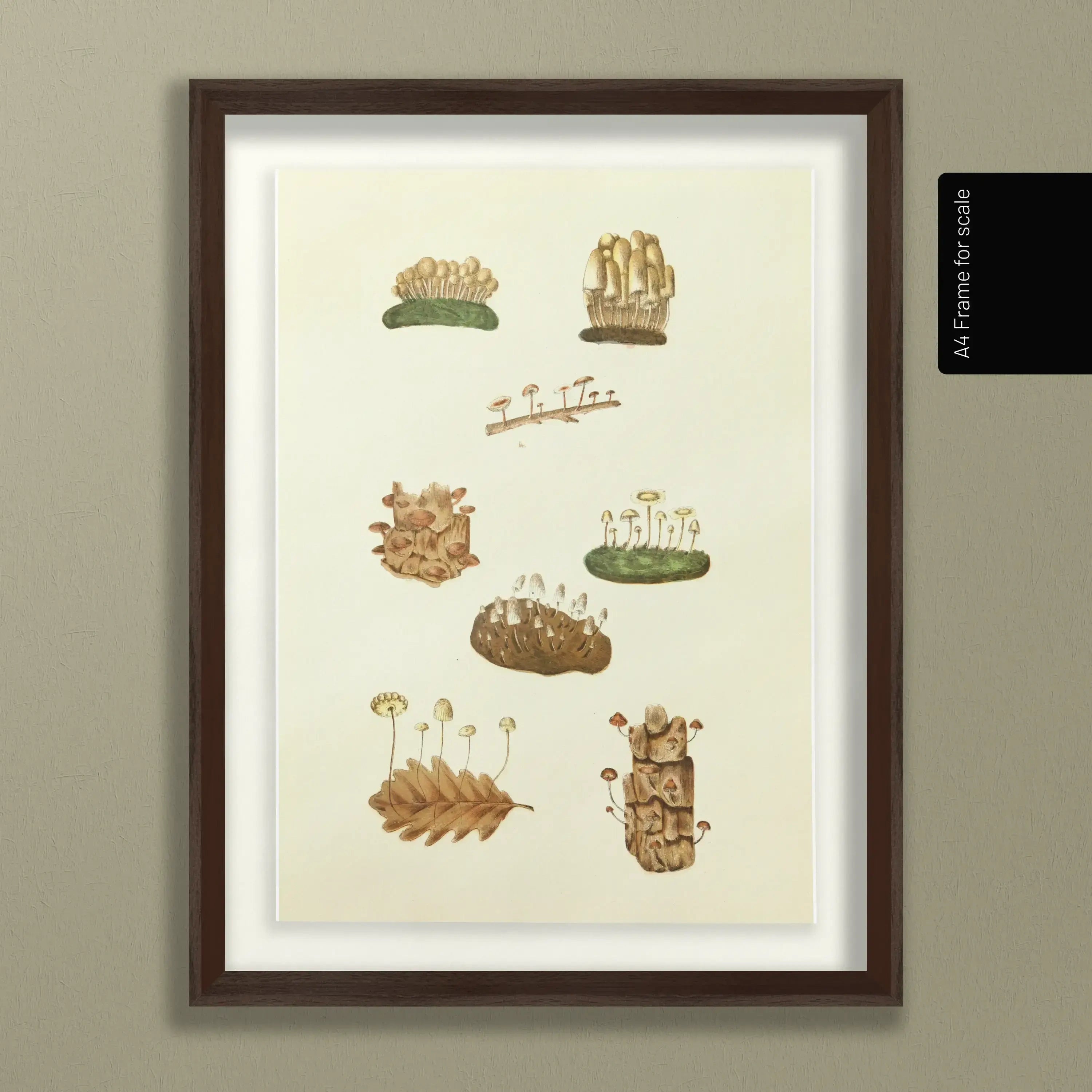 Fungi: Plate No. 13