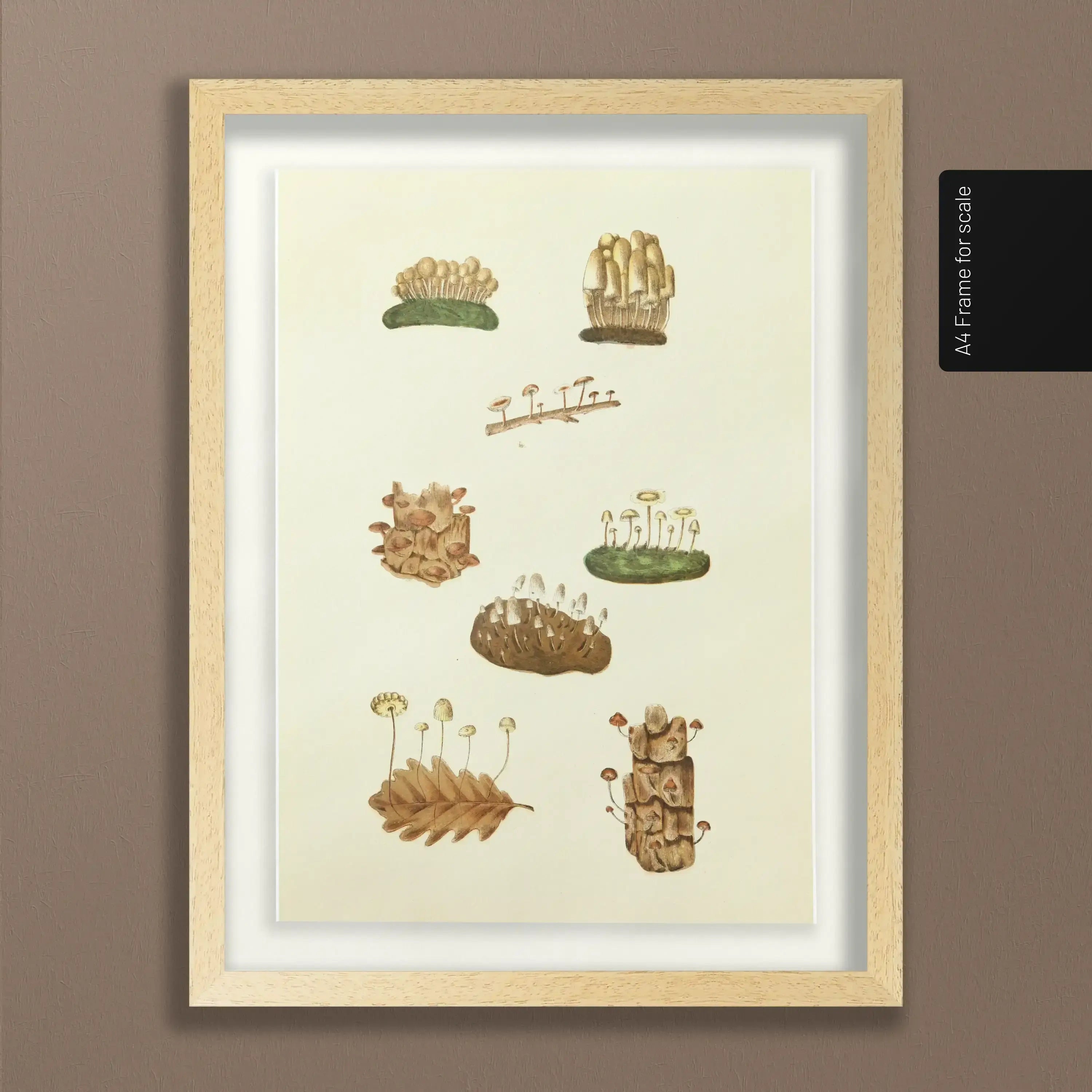 Fungi: Plate No. 13