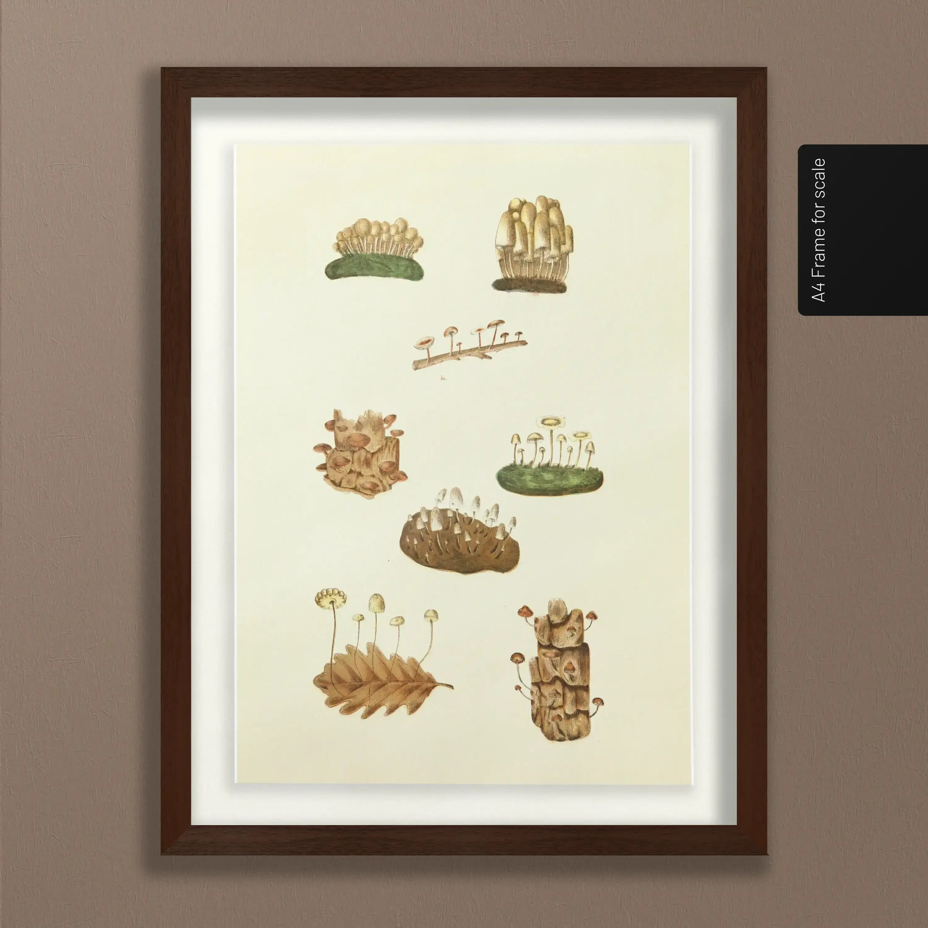 Fungi: Plate No. 13