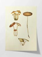 Fungi: Plate No. 14