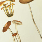 Fungi: Plate No. 14