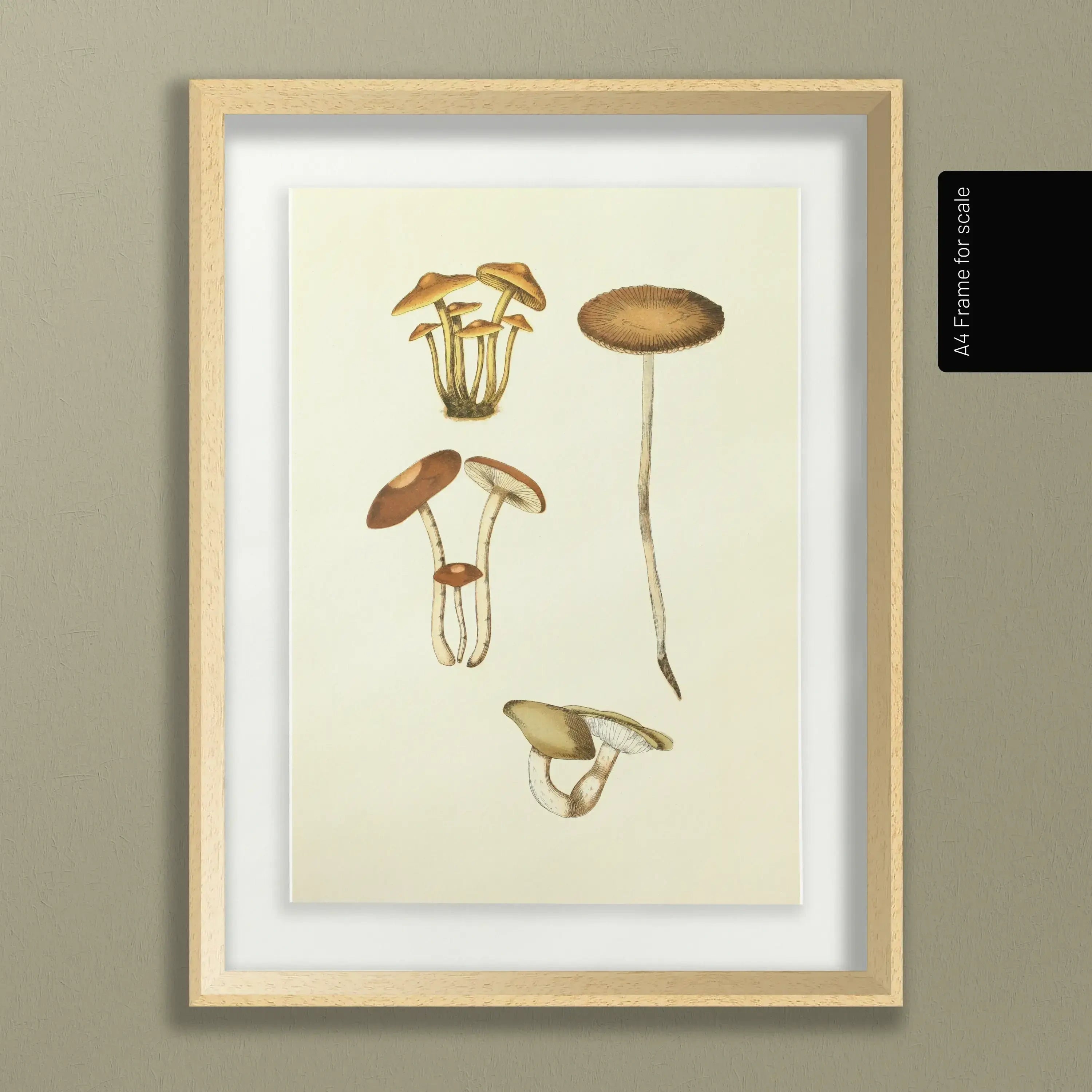Fungi: Plate No. 14