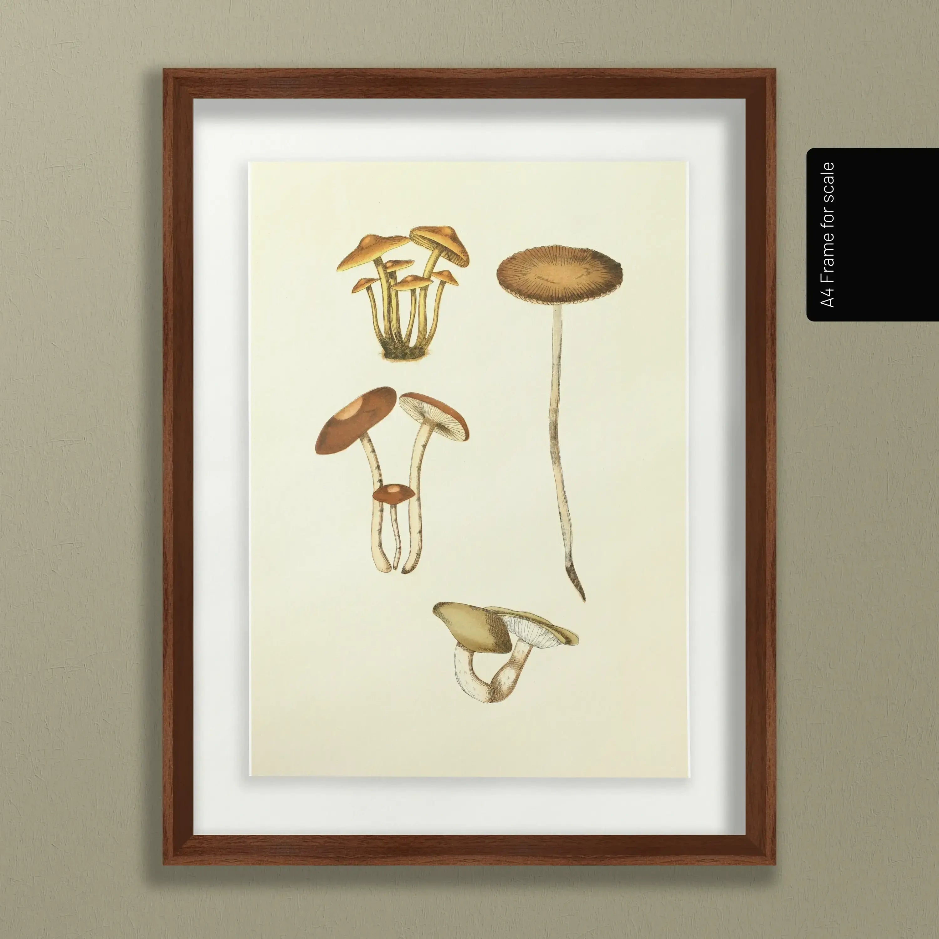 Fungi: Plate No. 14