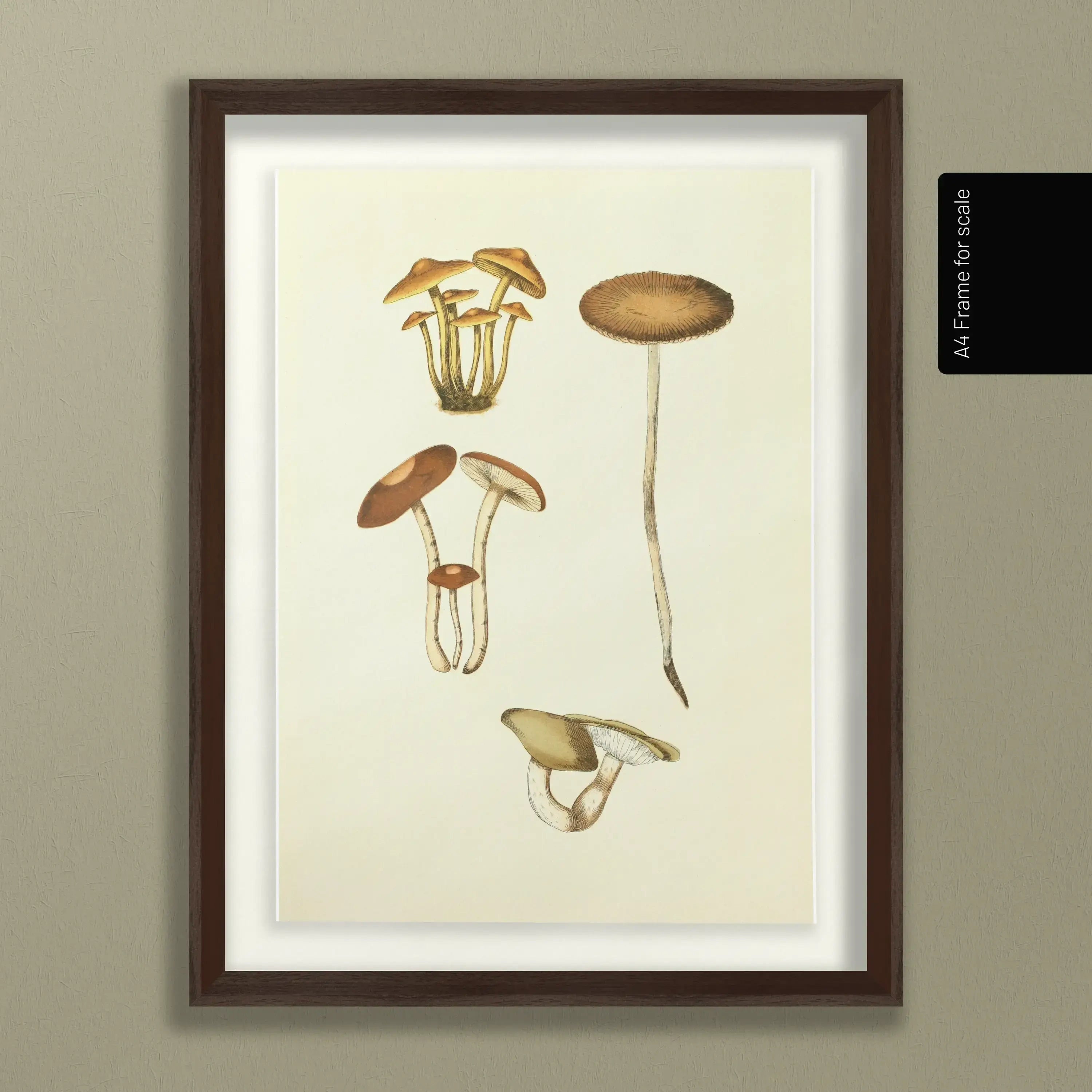 Fungi: Plate No. 14
