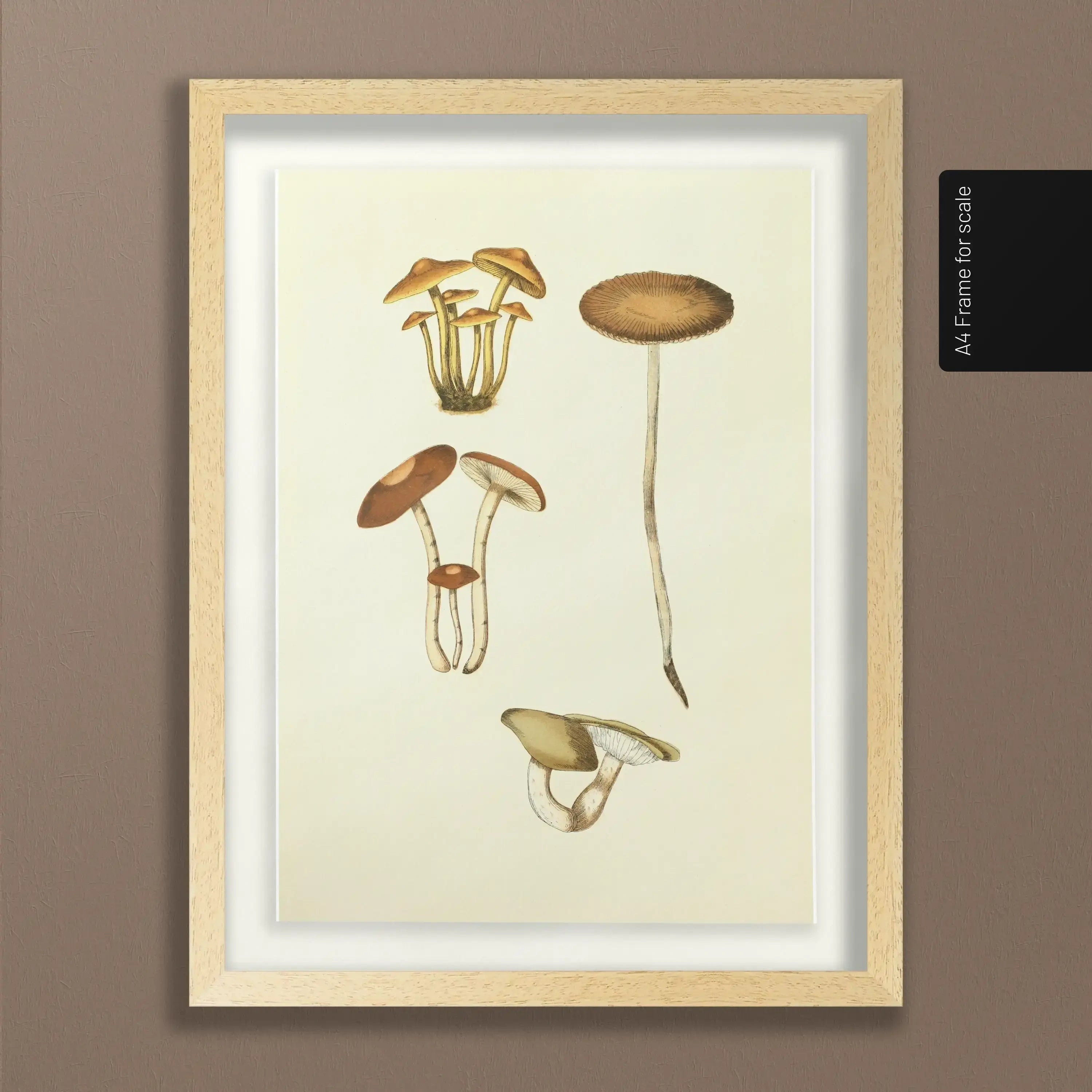 Fungi: Plate No. 14