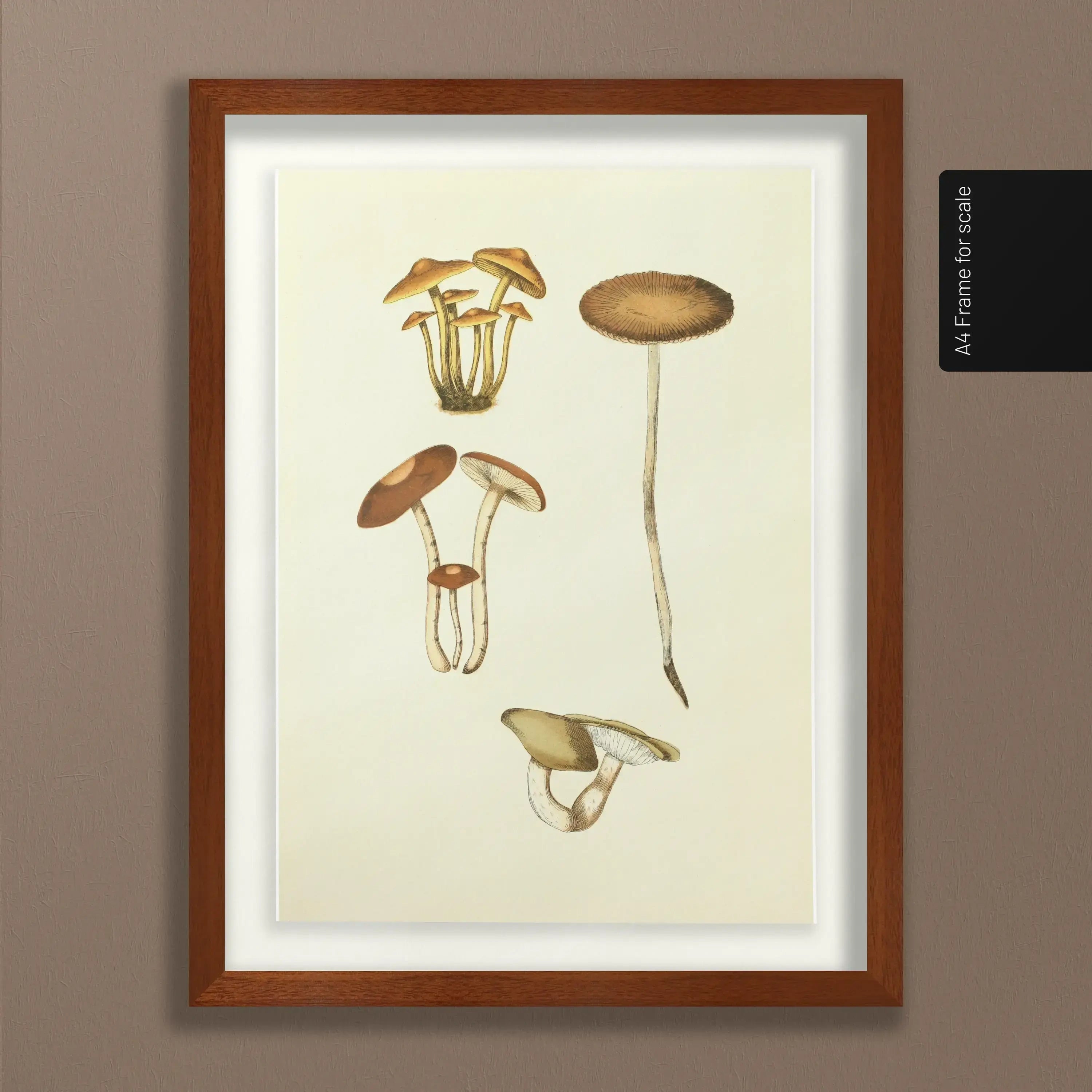 Fungi: Plate No. 14