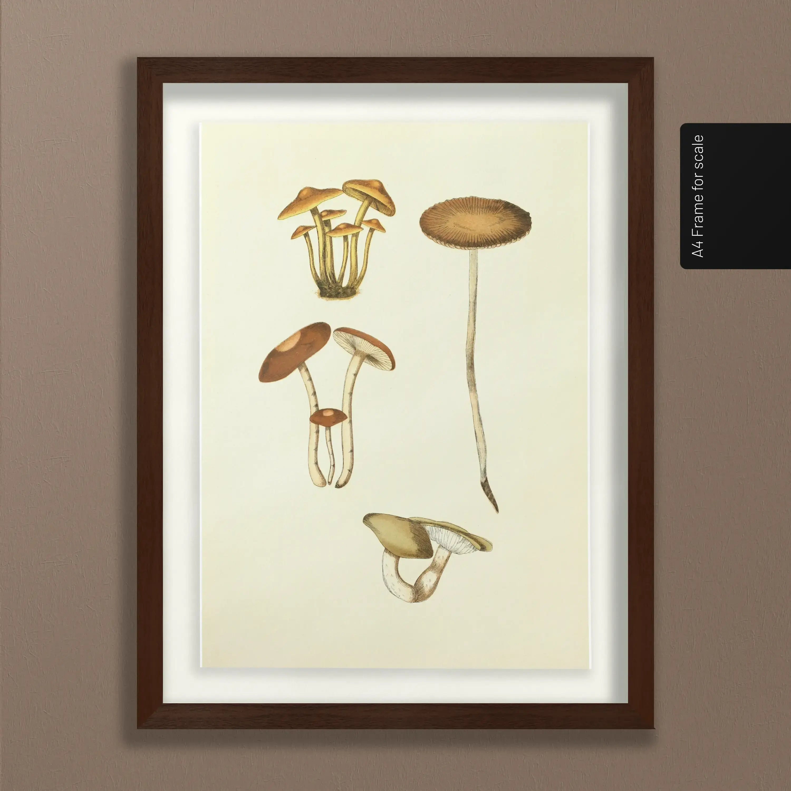 Fungi: Plate No. 14
