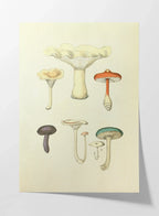Fungi: Plate No. 15