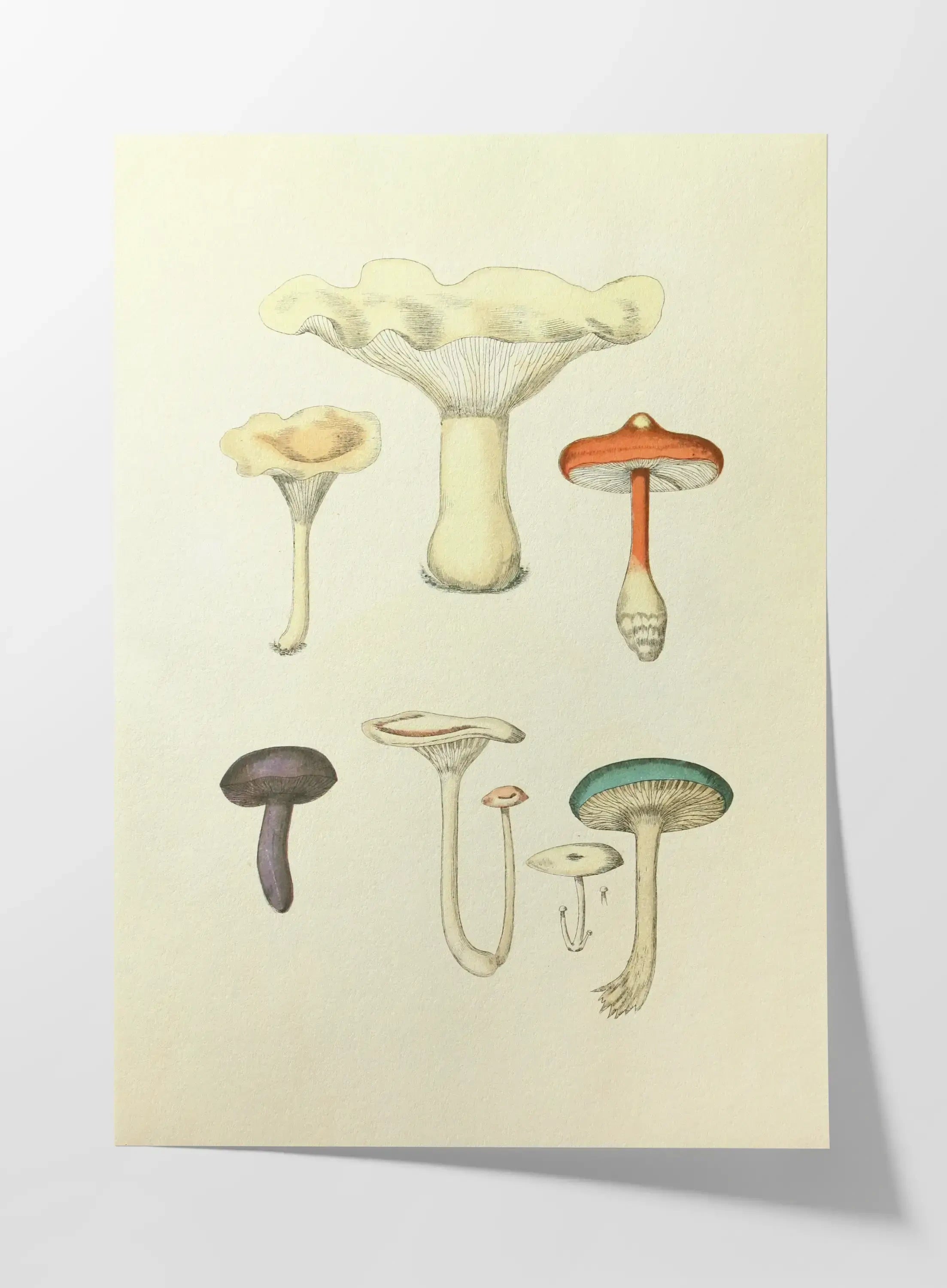 Fungi: Plate No. 15