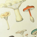 Fungi: Plate No. 15