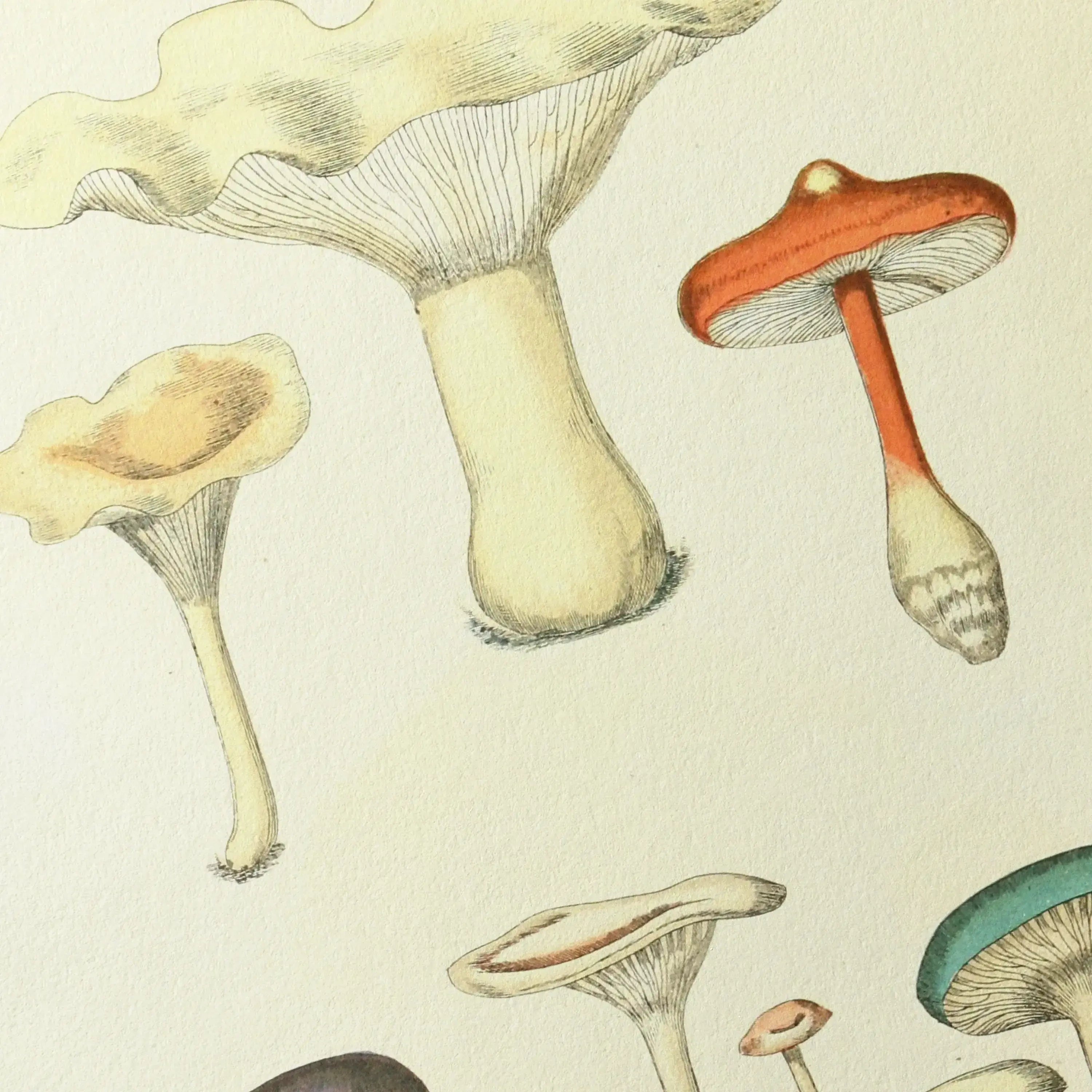 Fungi: Plate No. 15