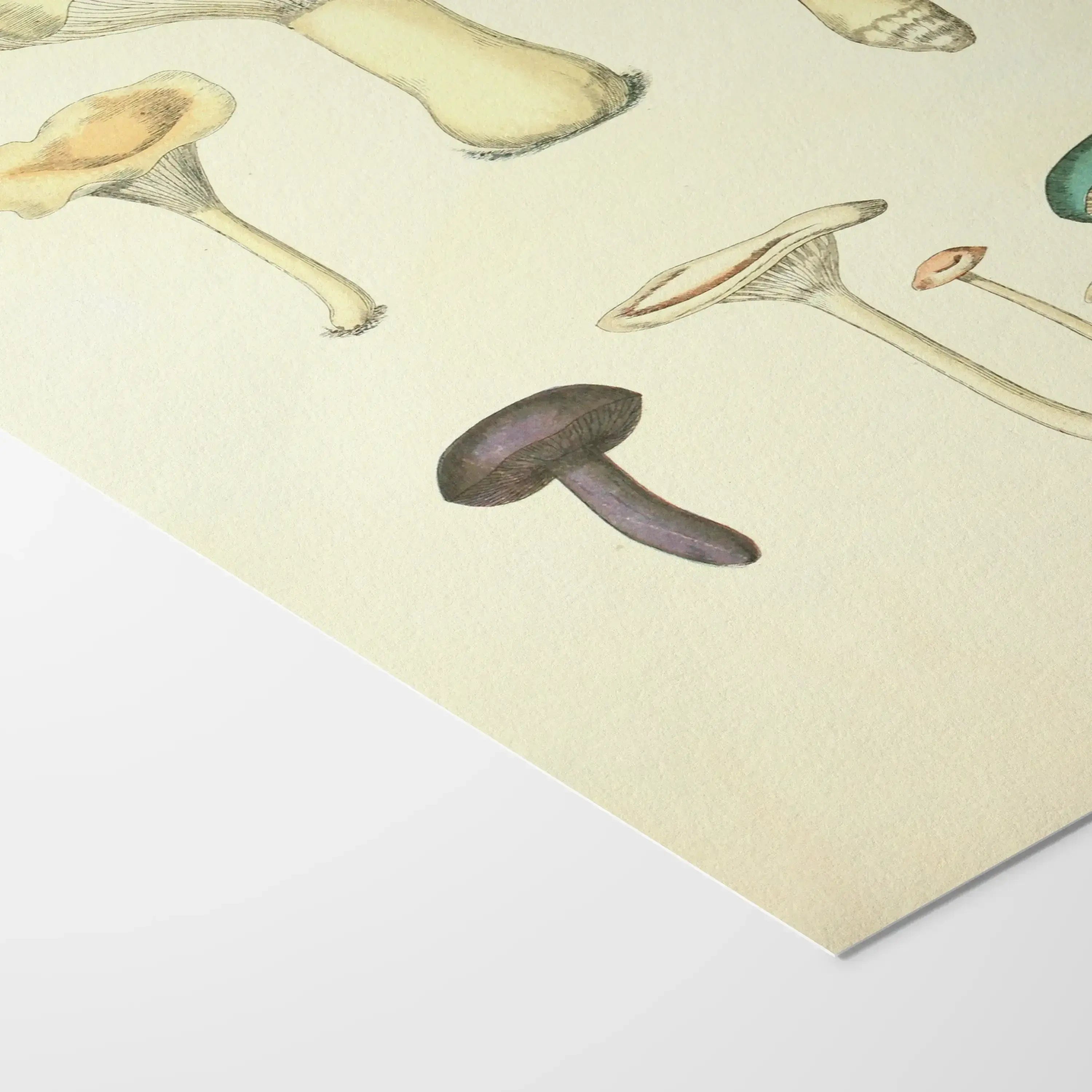 Fungi: Plate No. 15