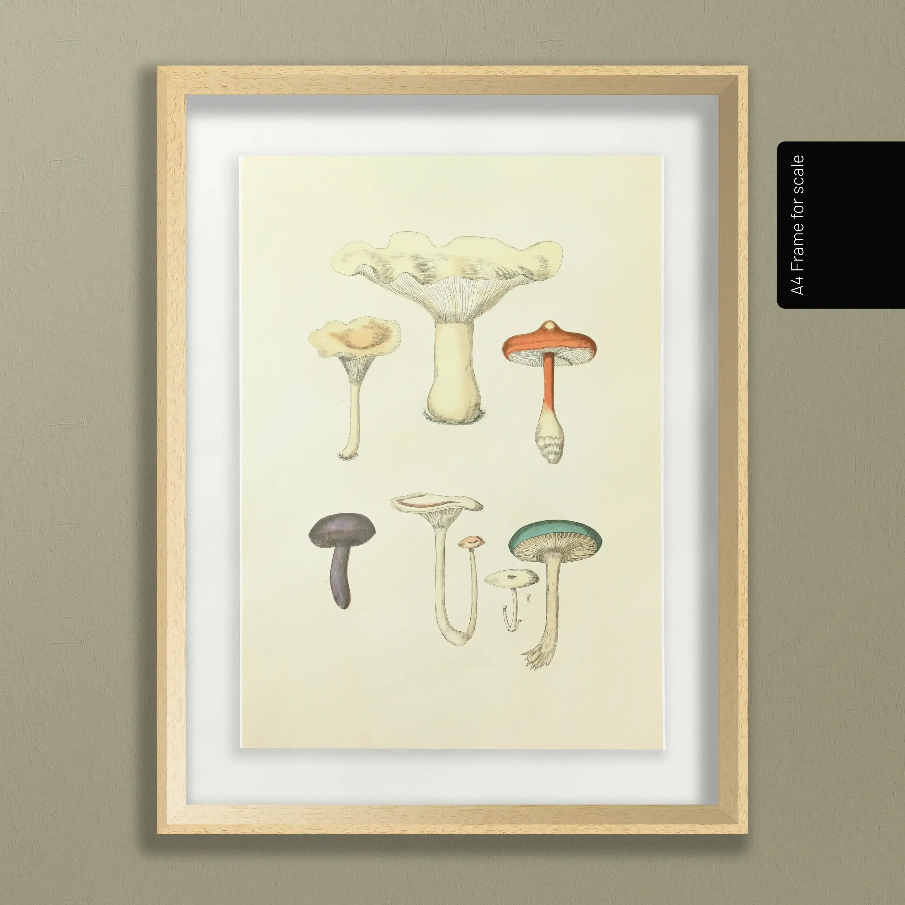 Fungi: Plate No. 15