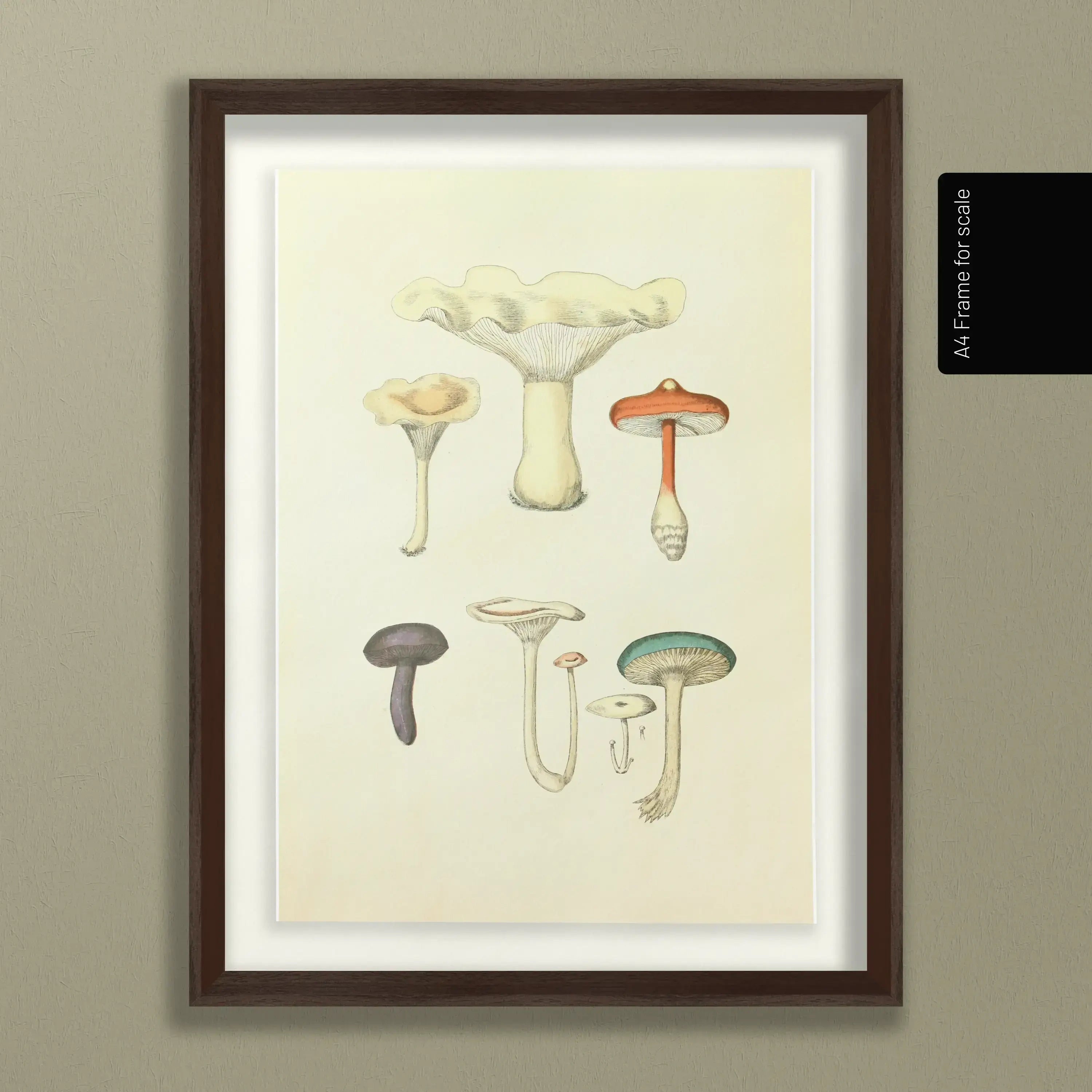 Fungi: Plate No. 15