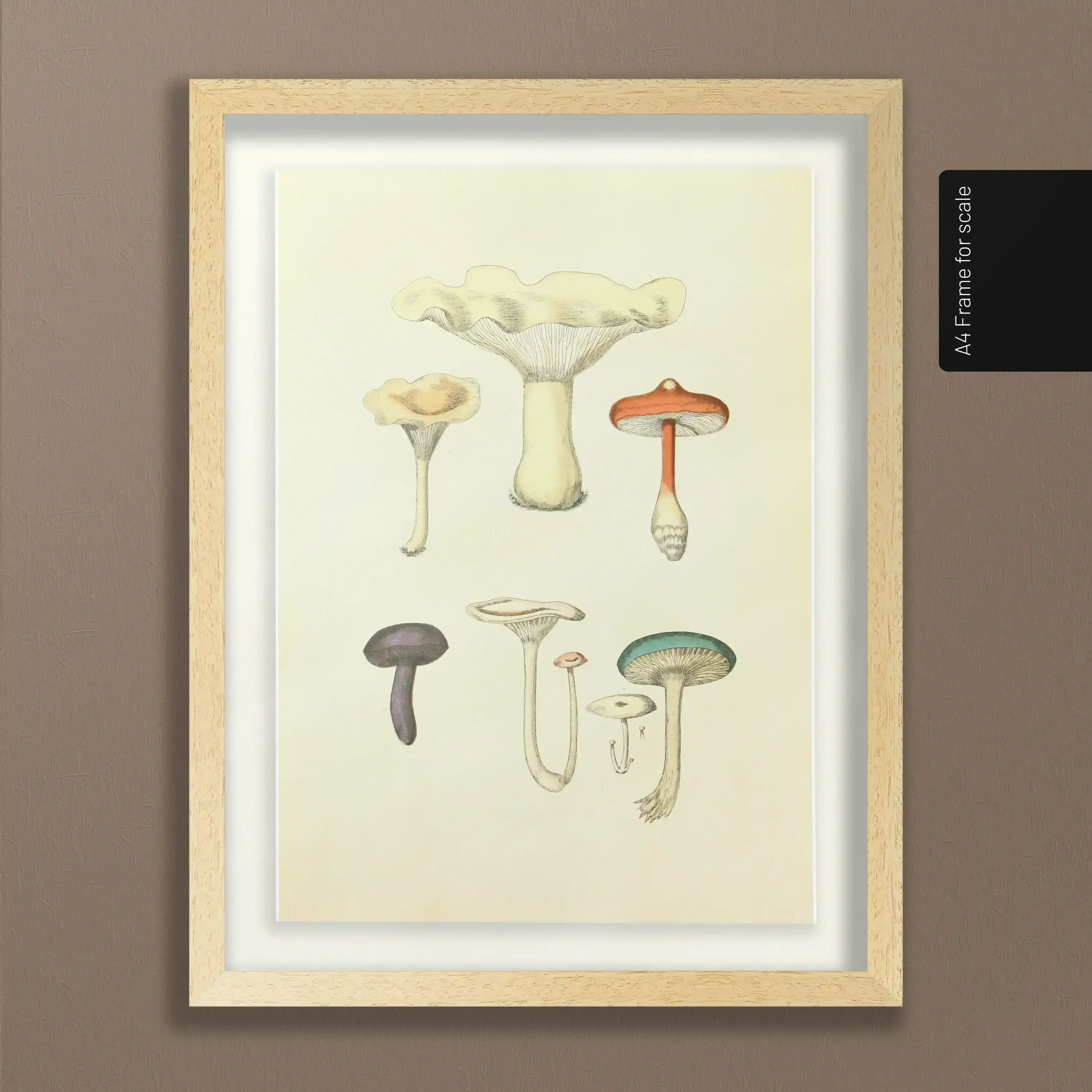 Fungi: Plate No. 15