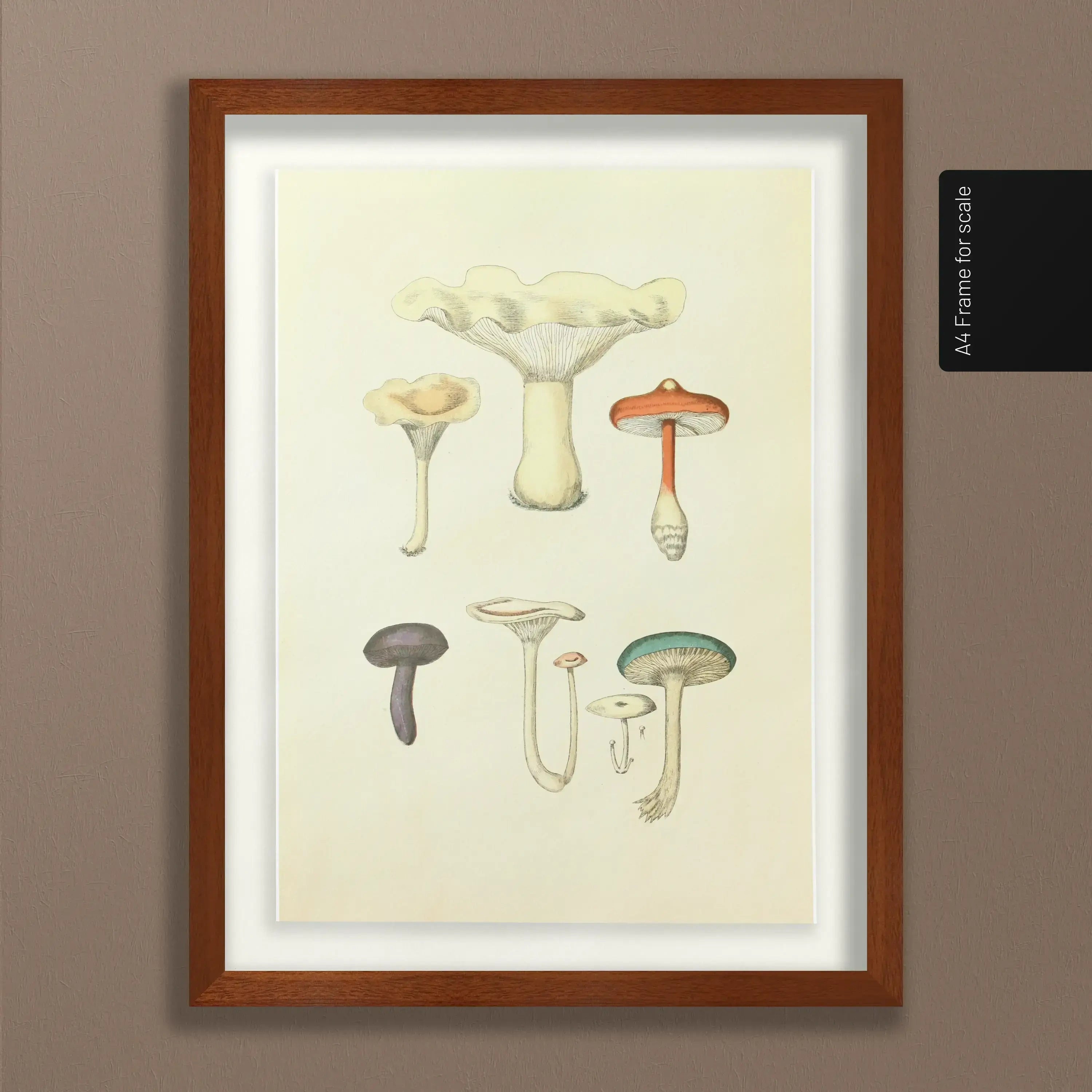 Fungi: Plate No. 15