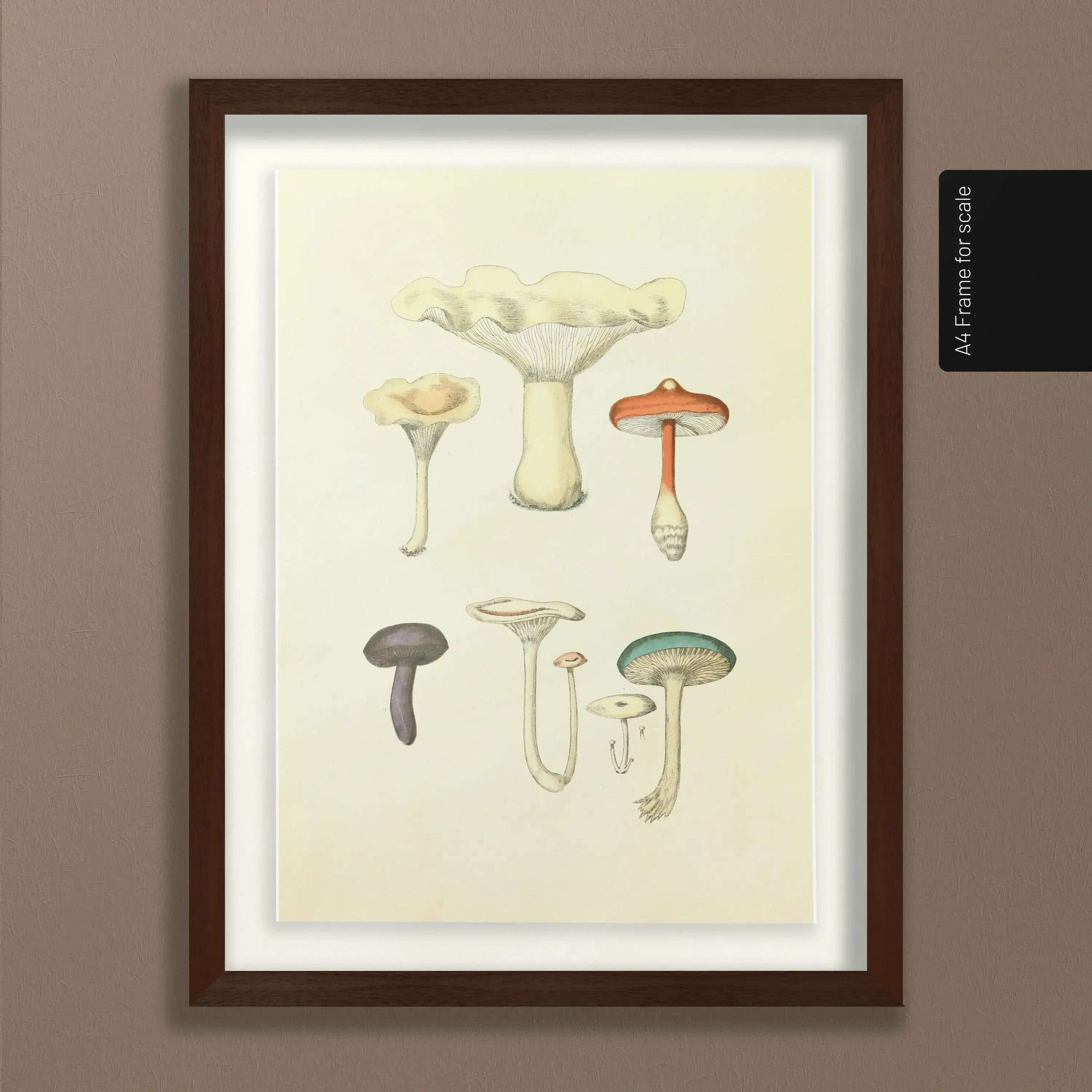 Fungi: Plate No. 15