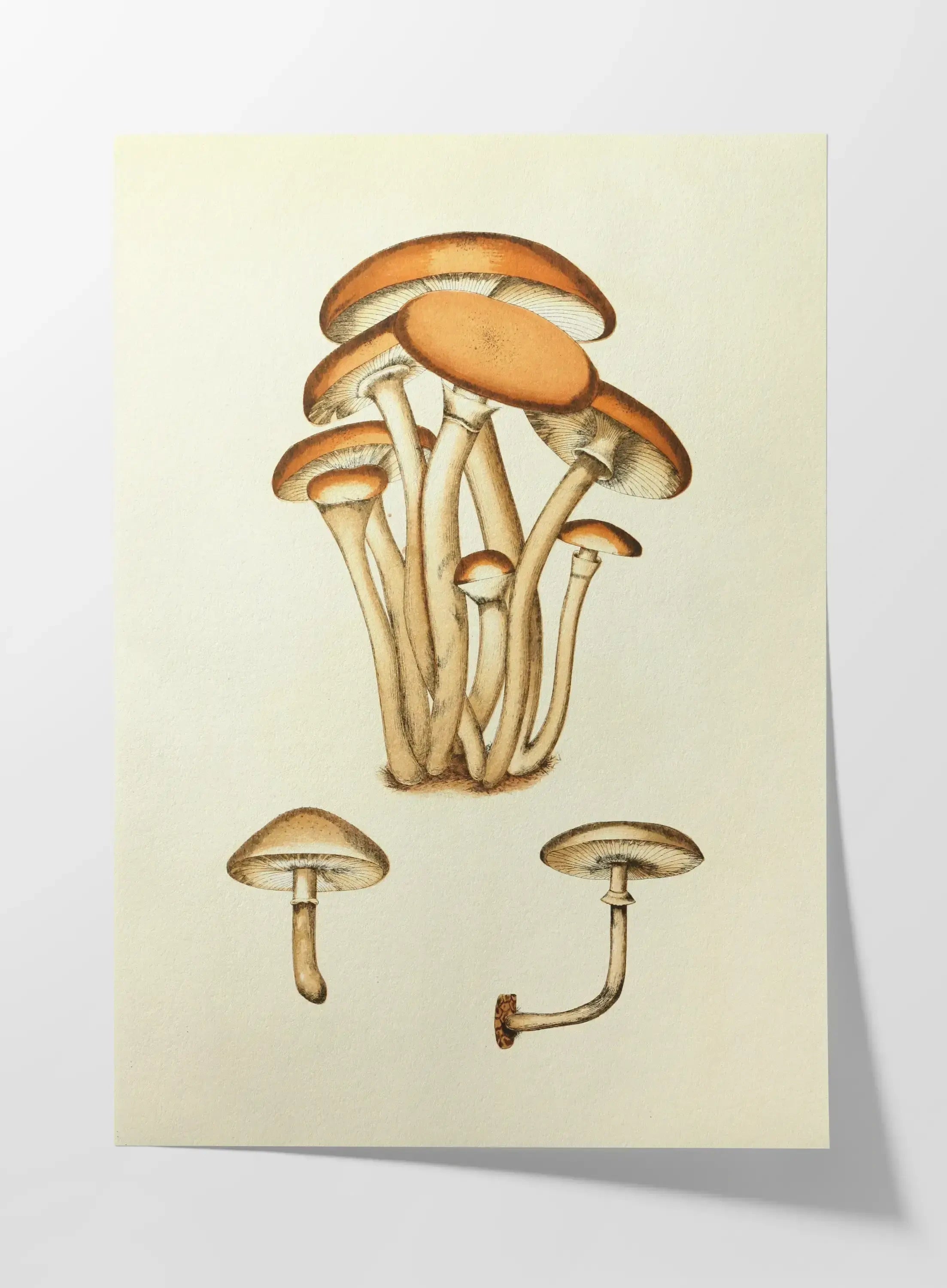 Fungi: Plate No. 16