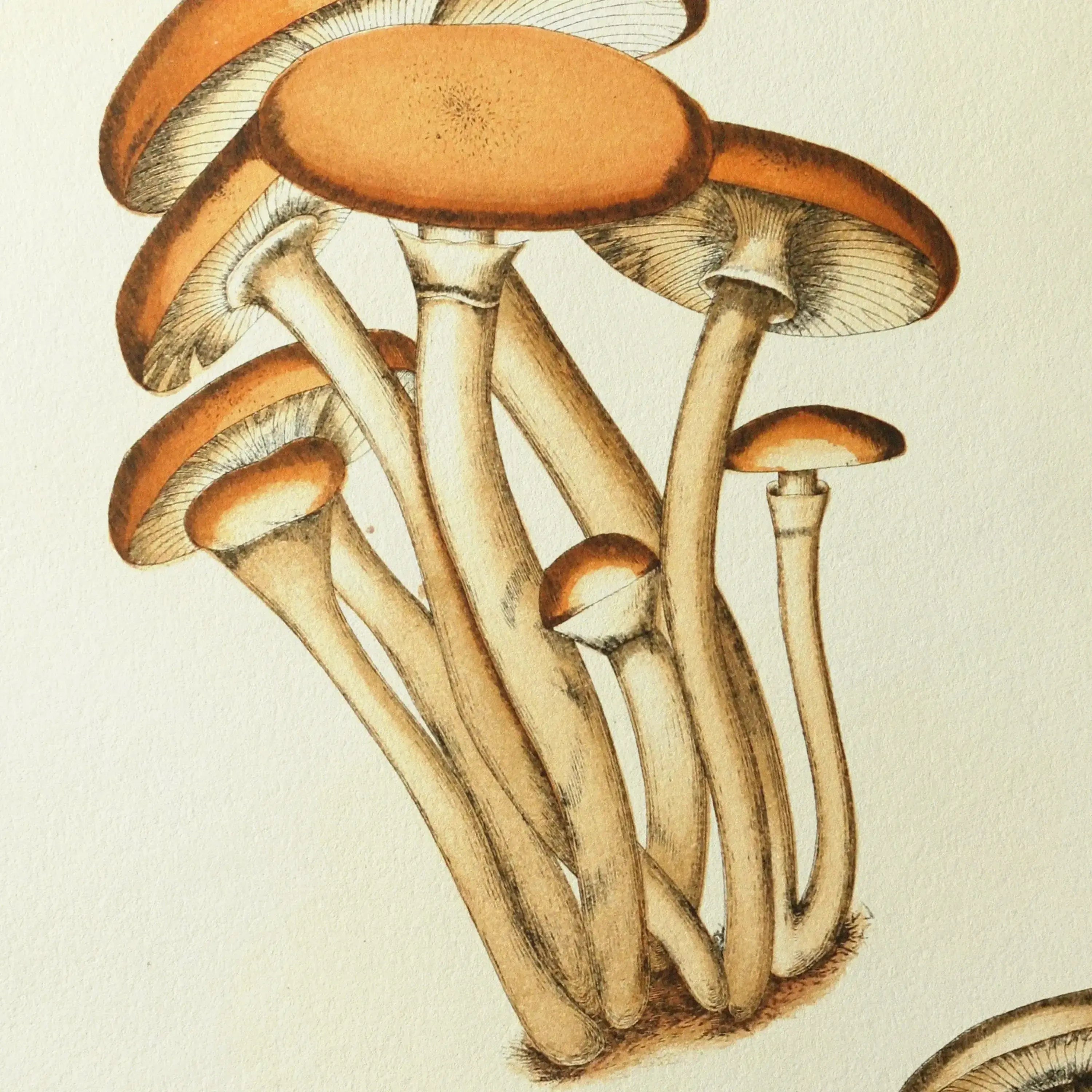 Fungi: Plate No. 16