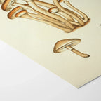 Fungi: Plate No. 16