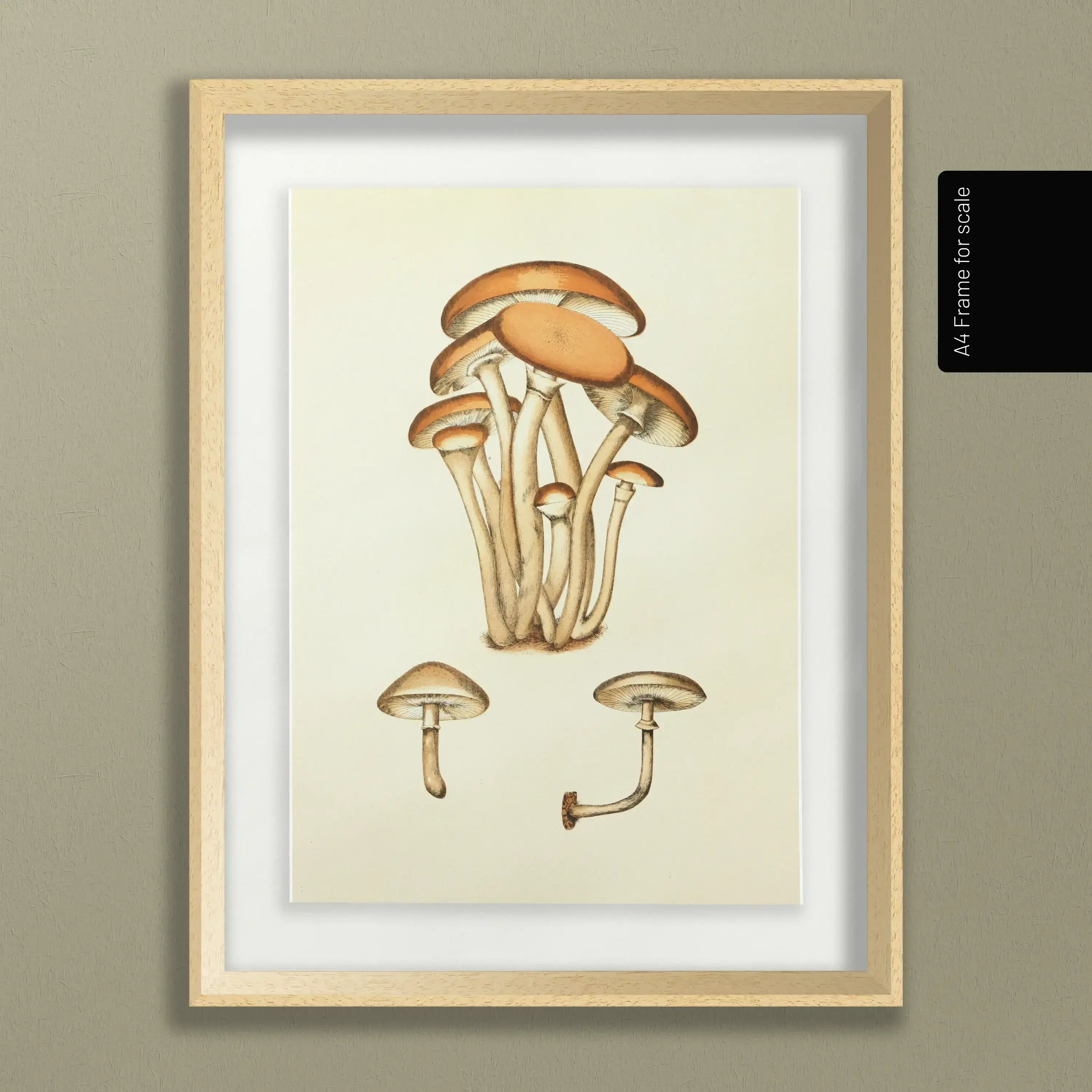 Fungi: Plate No. 16