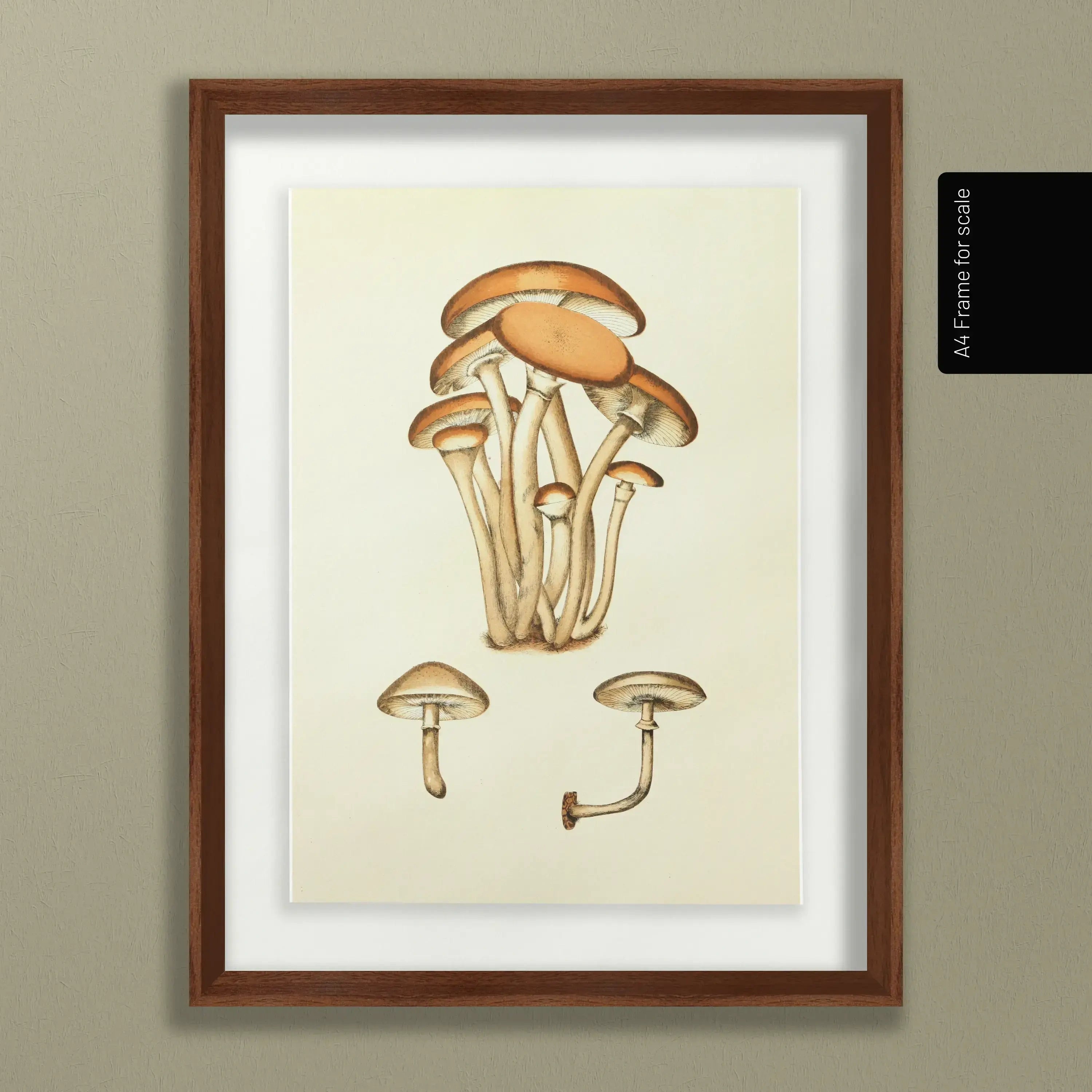 Fungi: Plate No. 16