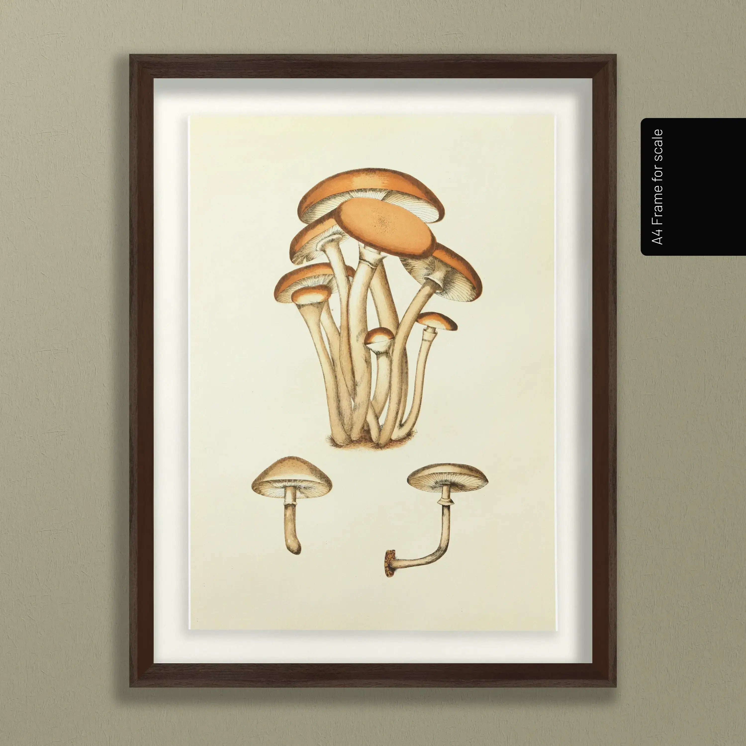 Fungi: Plate No. 16