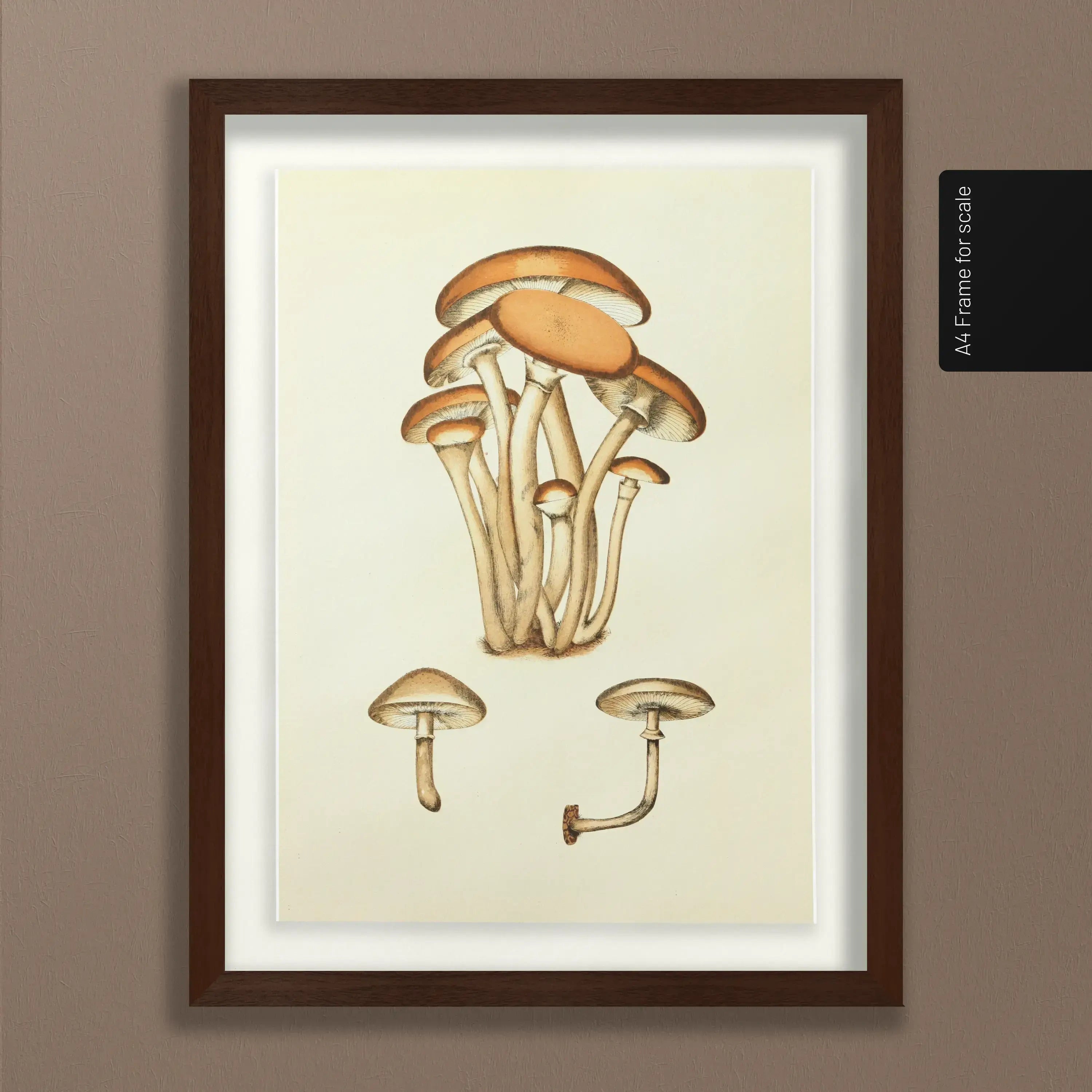 Fungi: Plate No. 16