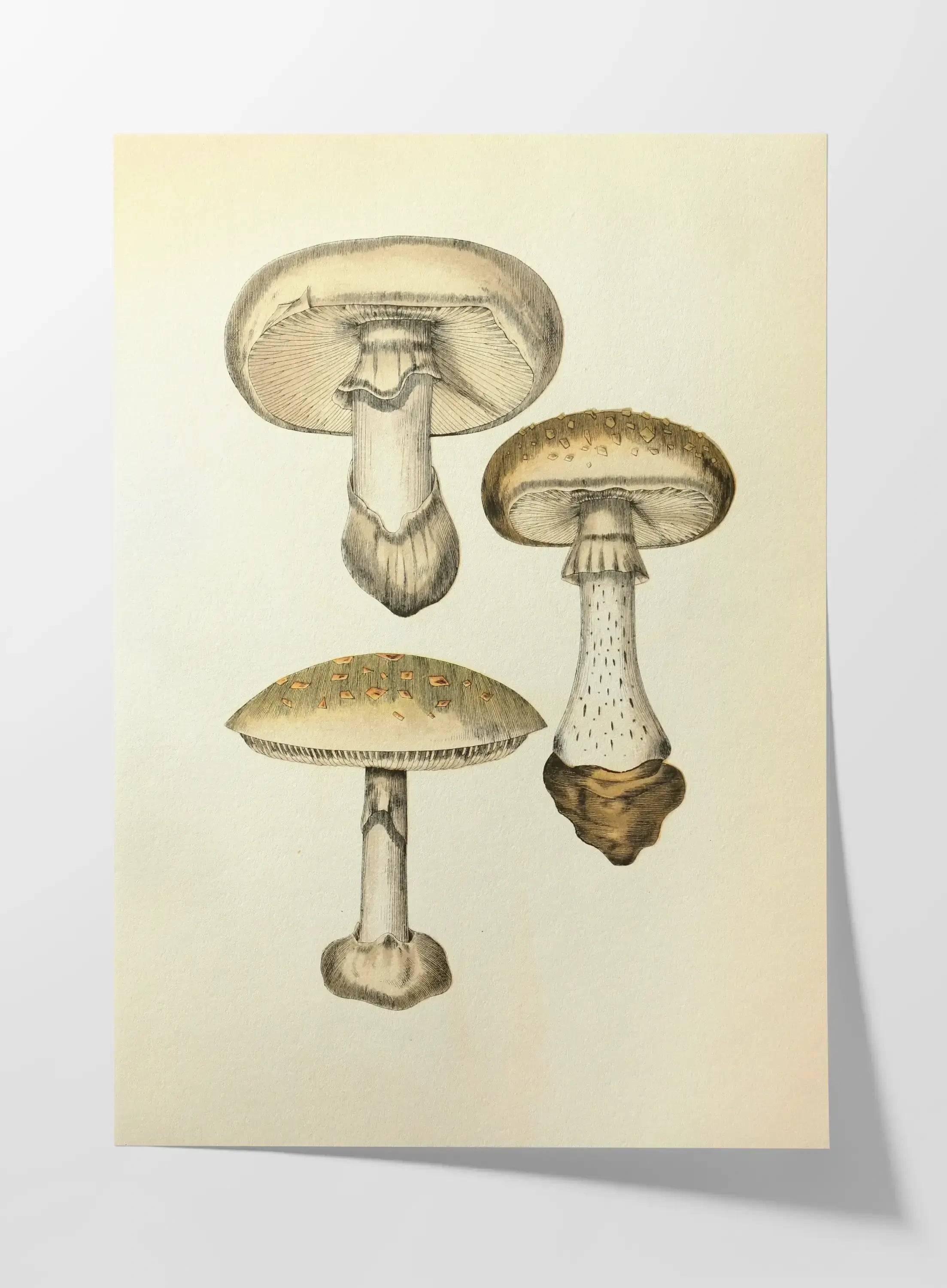 Fungi: Plate No. 17