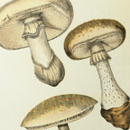 Fungi: Plate No. 17