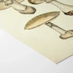 Fungi: Plate No. 17