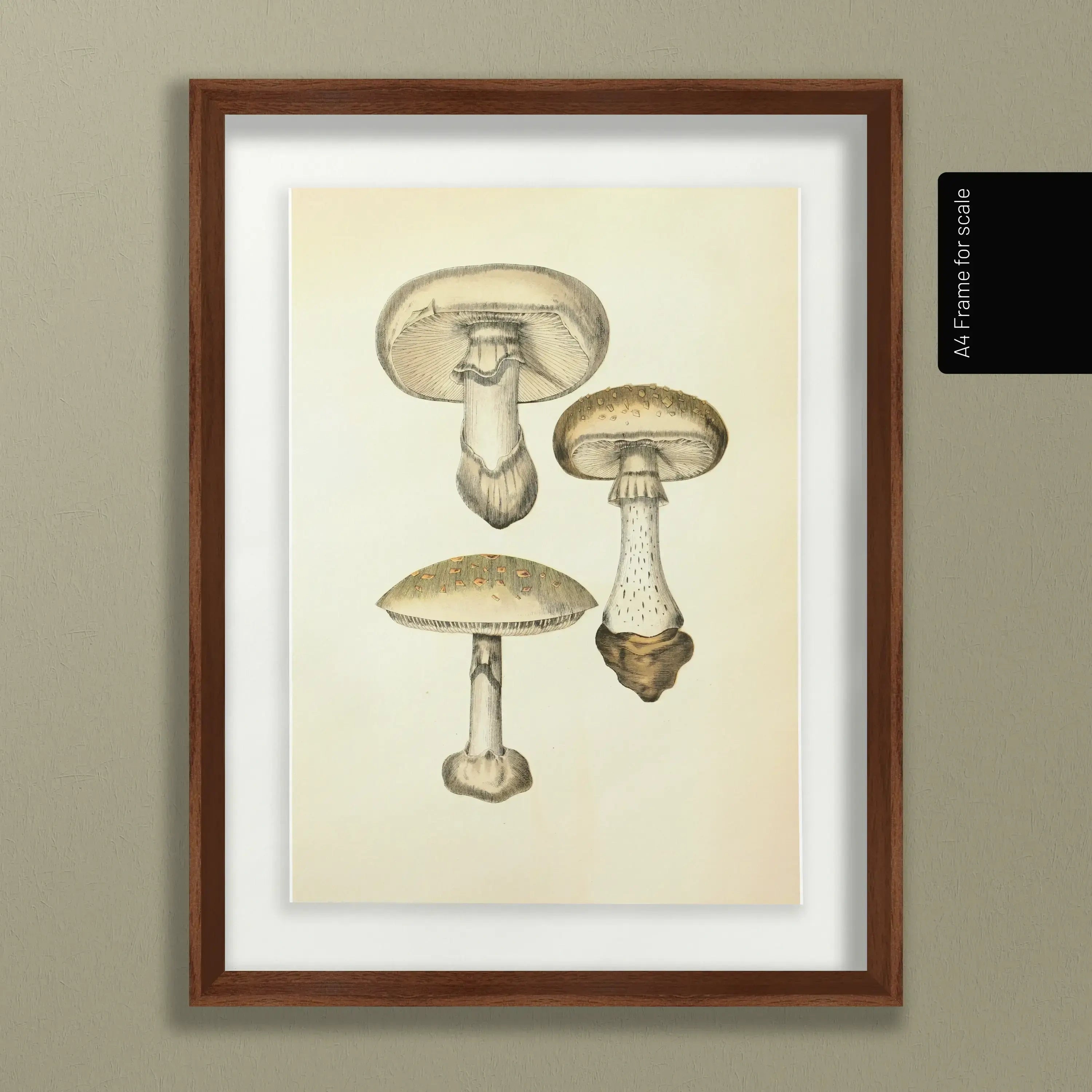 Fungi: Plate No. 17