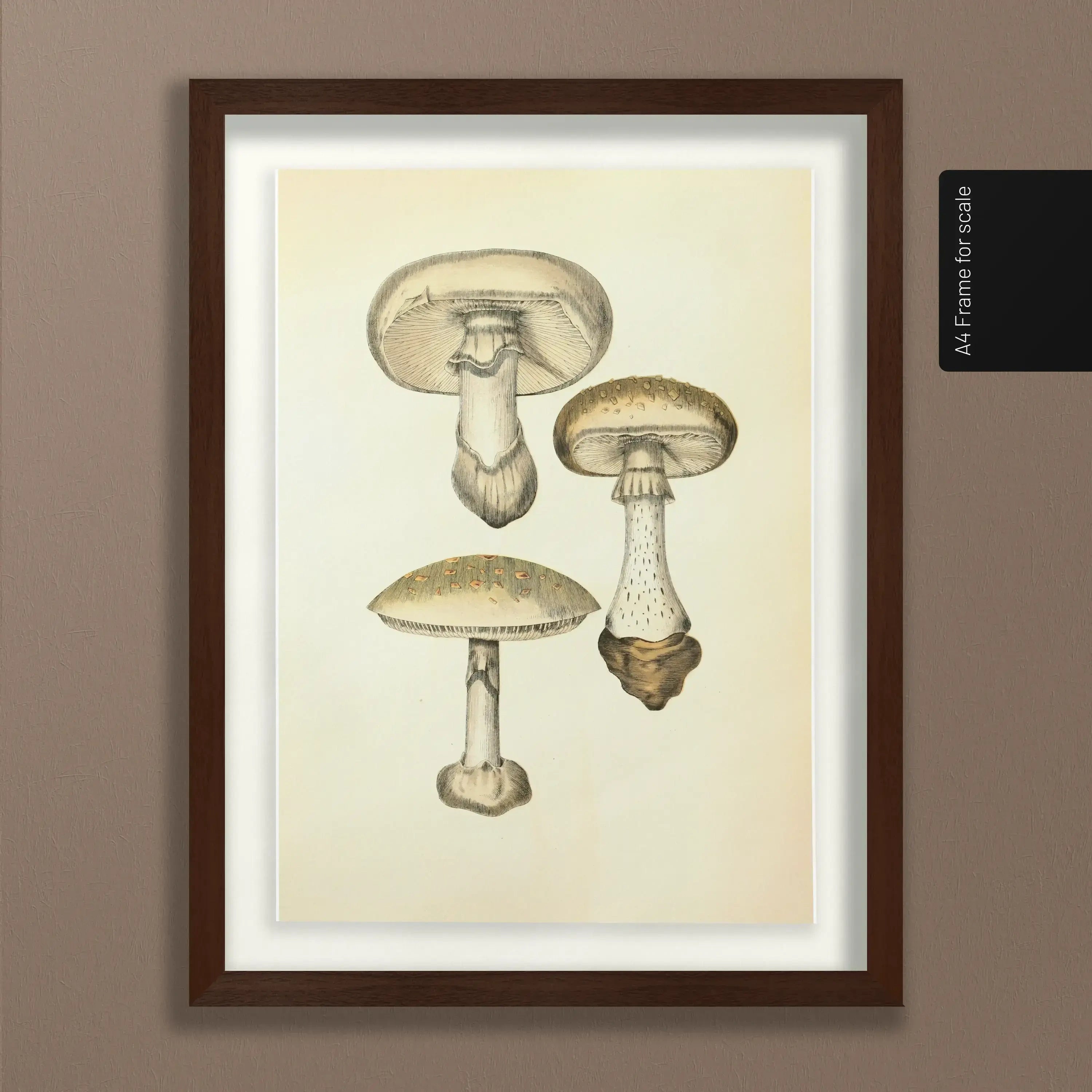 Fungi: Plate No. 17