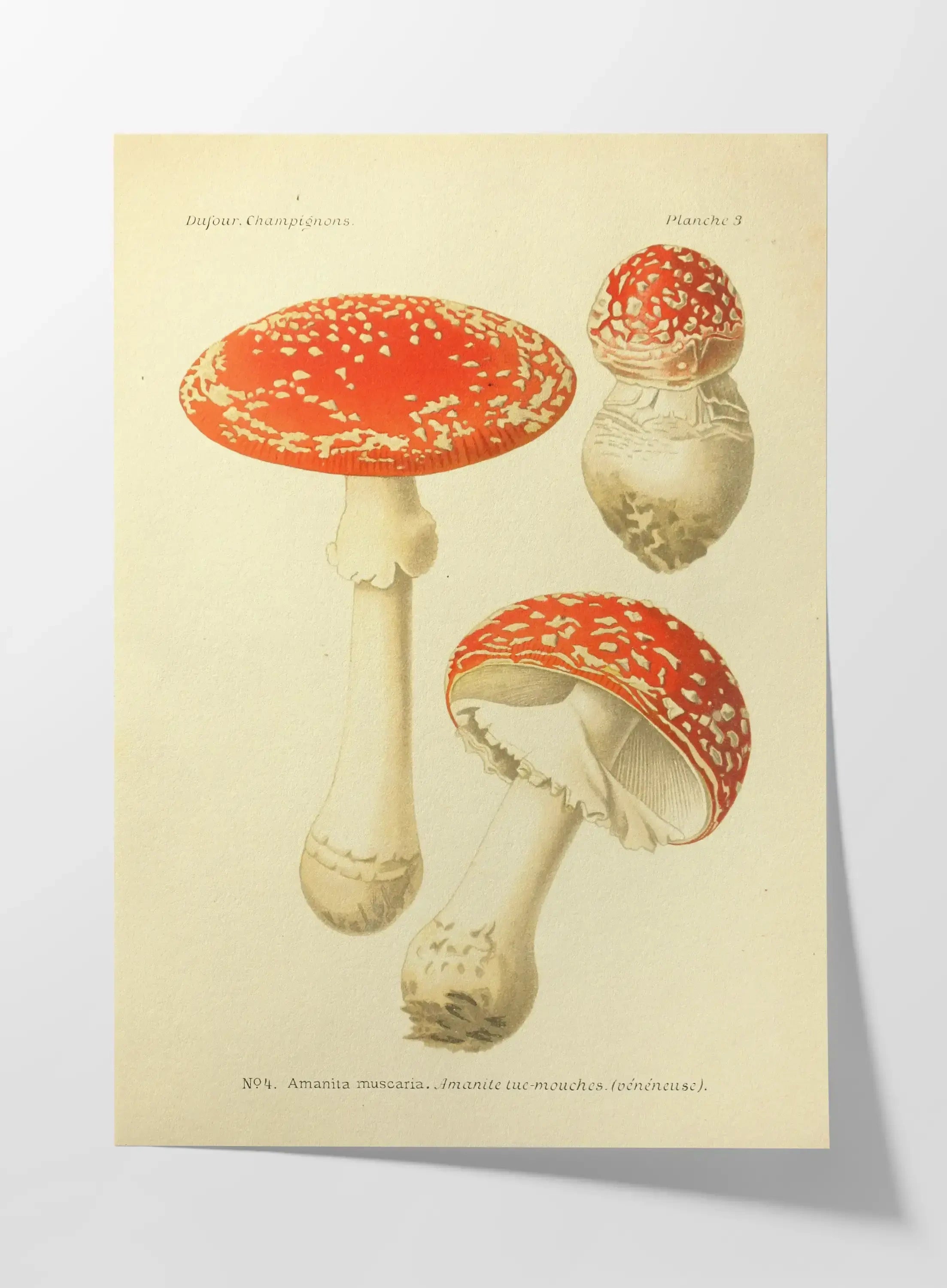 Fungi: Plate No. 18